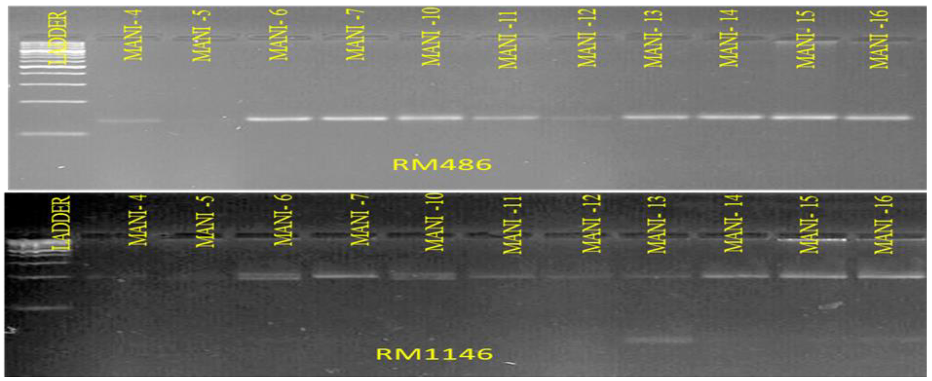 Preprints 190691 g004
