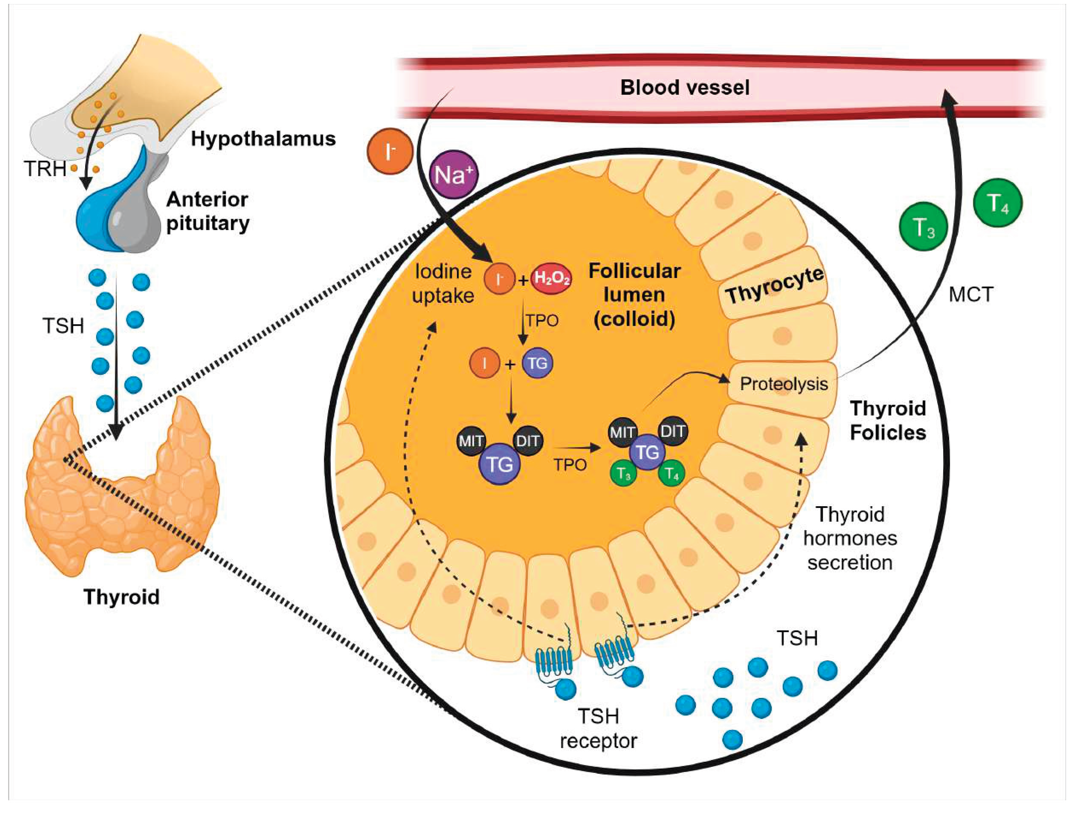 Preprints 171792 g001