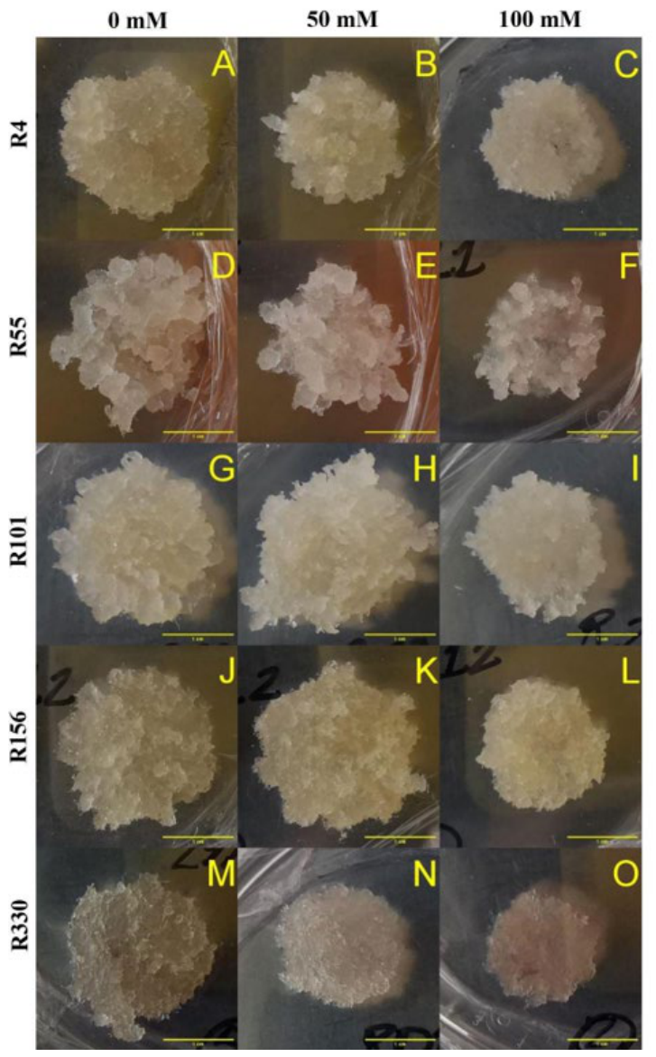 Preprints 222216 g001