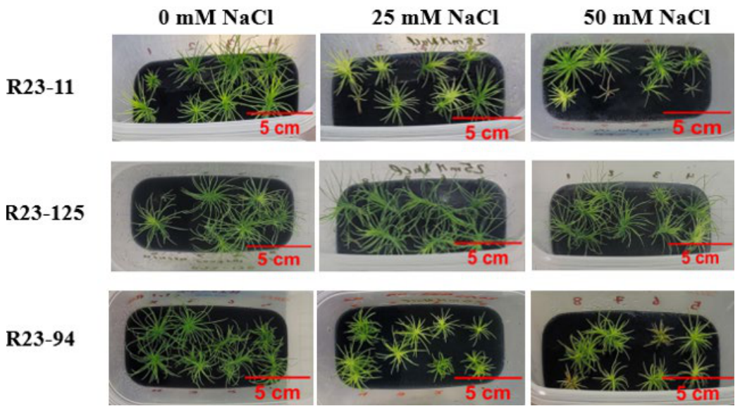 Preprints 222216 g008
