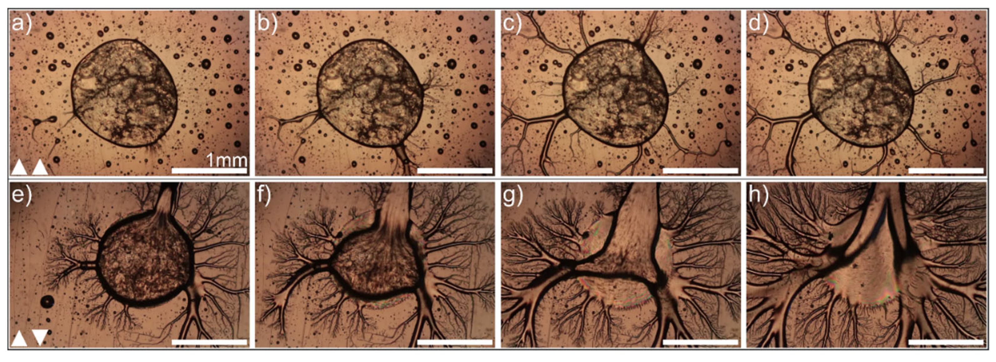 Preprints 103601 g003