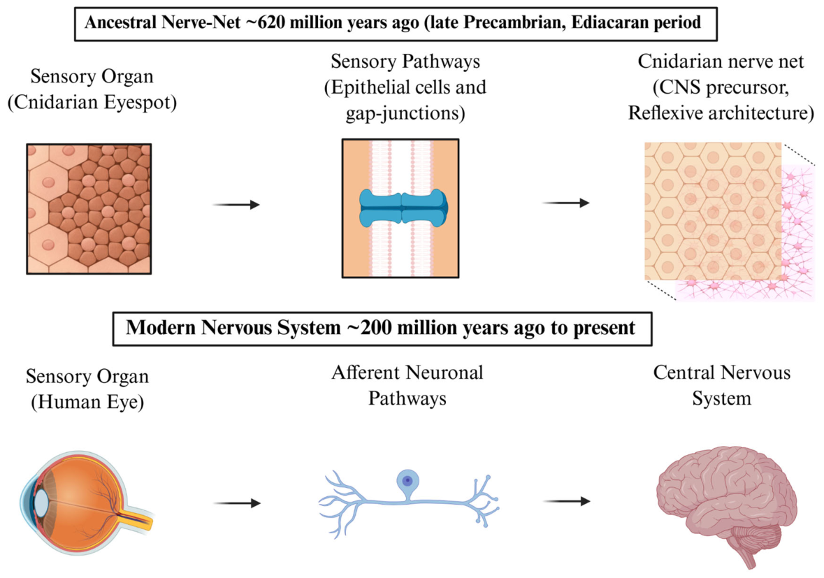Preprints 236615 g001 Preprints 236615 g001