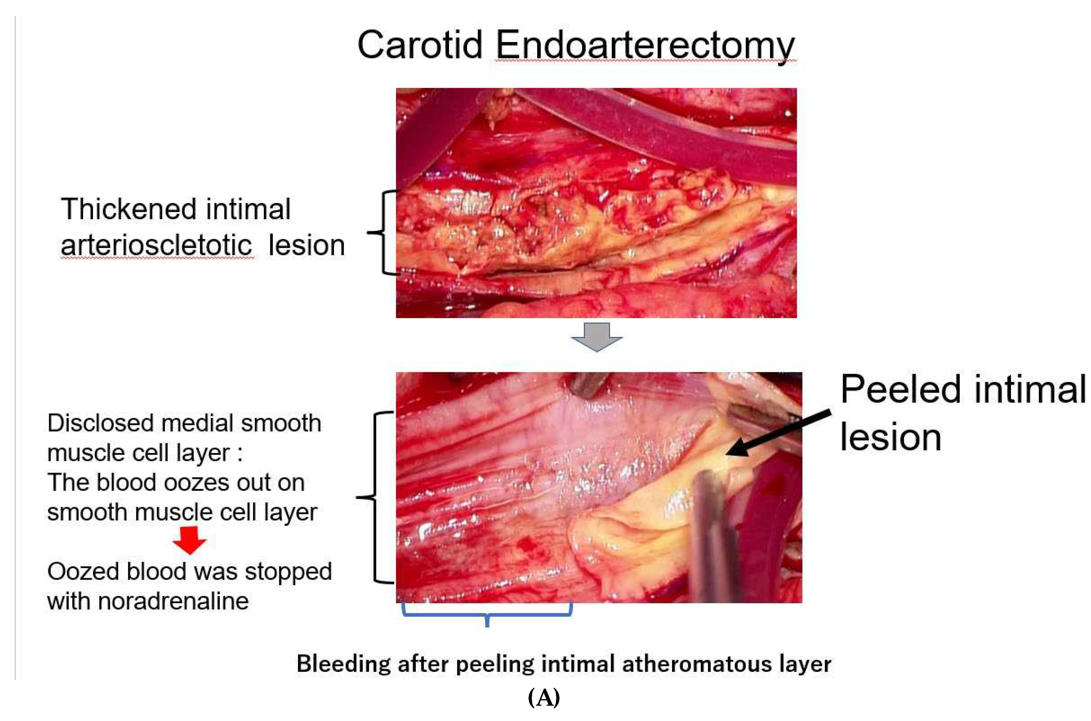 Preprints 86808 g003a