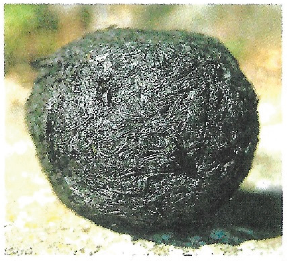 Preprints 207696 g005