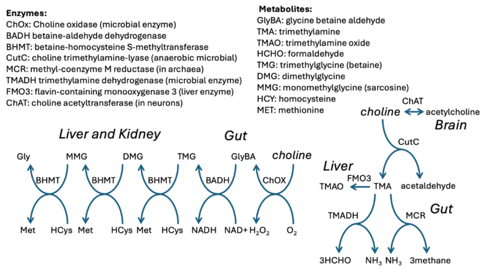 dmg tmg raises glutathione Do Methylation Pathways Carry Microbially Derived Deuterium‐depleted Methyl Groups to Support Mitochondrial Health? A Novel Hypothesis[v4] GHK-Cu has been a drvita Add A Pump:Yes - Add A 1 Gal Pump ($4.99)