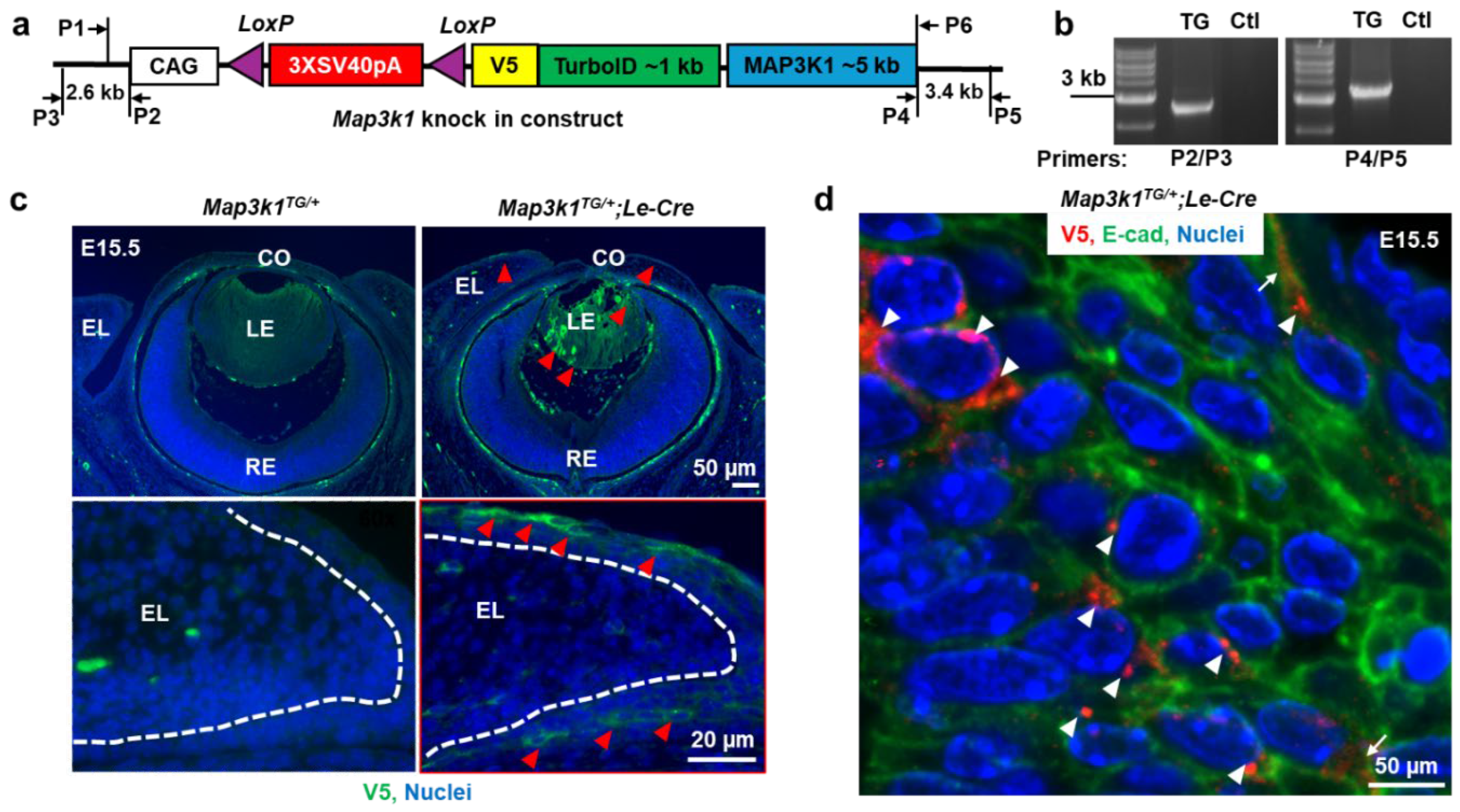 Preprints 158266 g001
