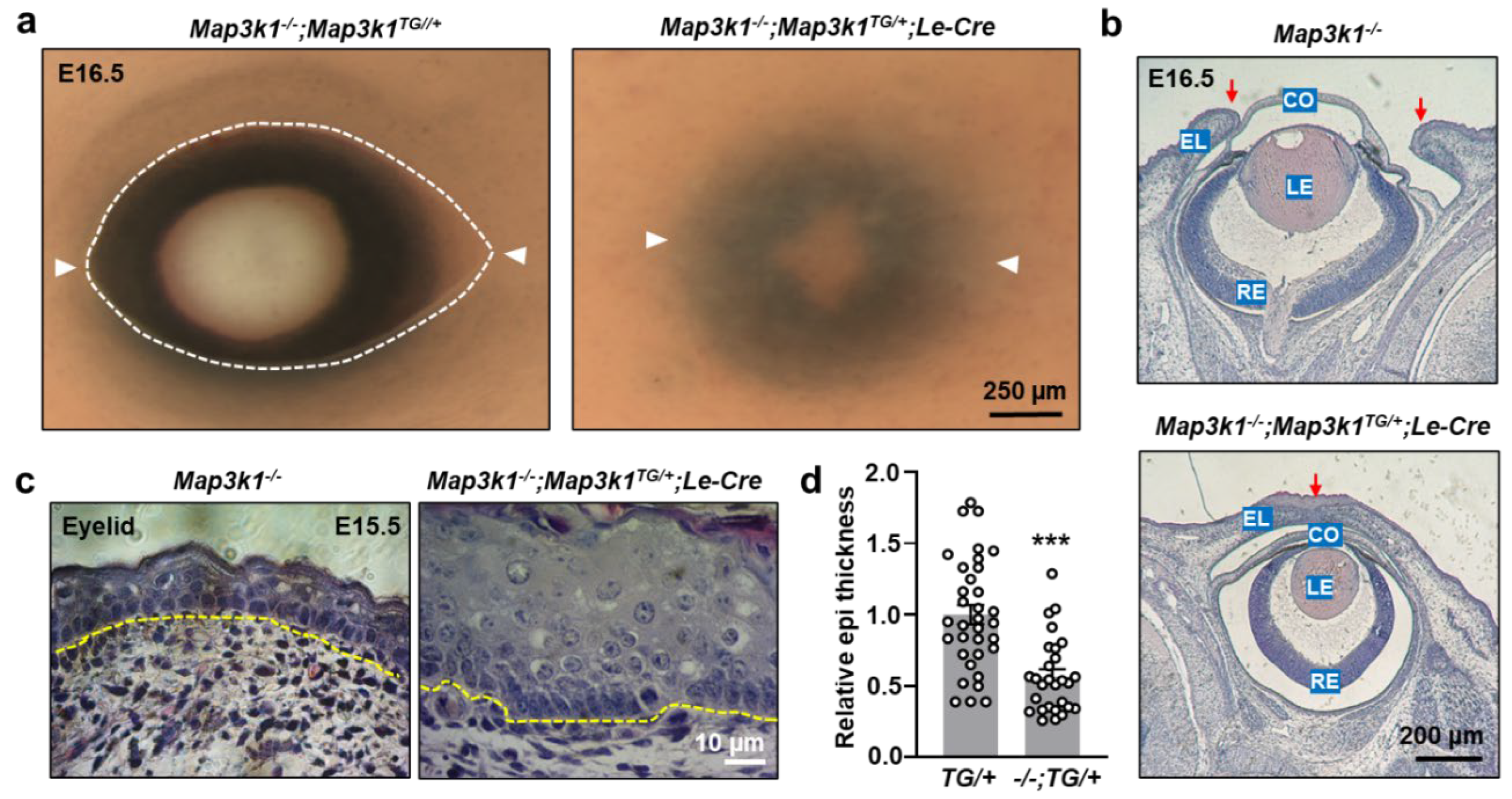 Preprints 158266 g005