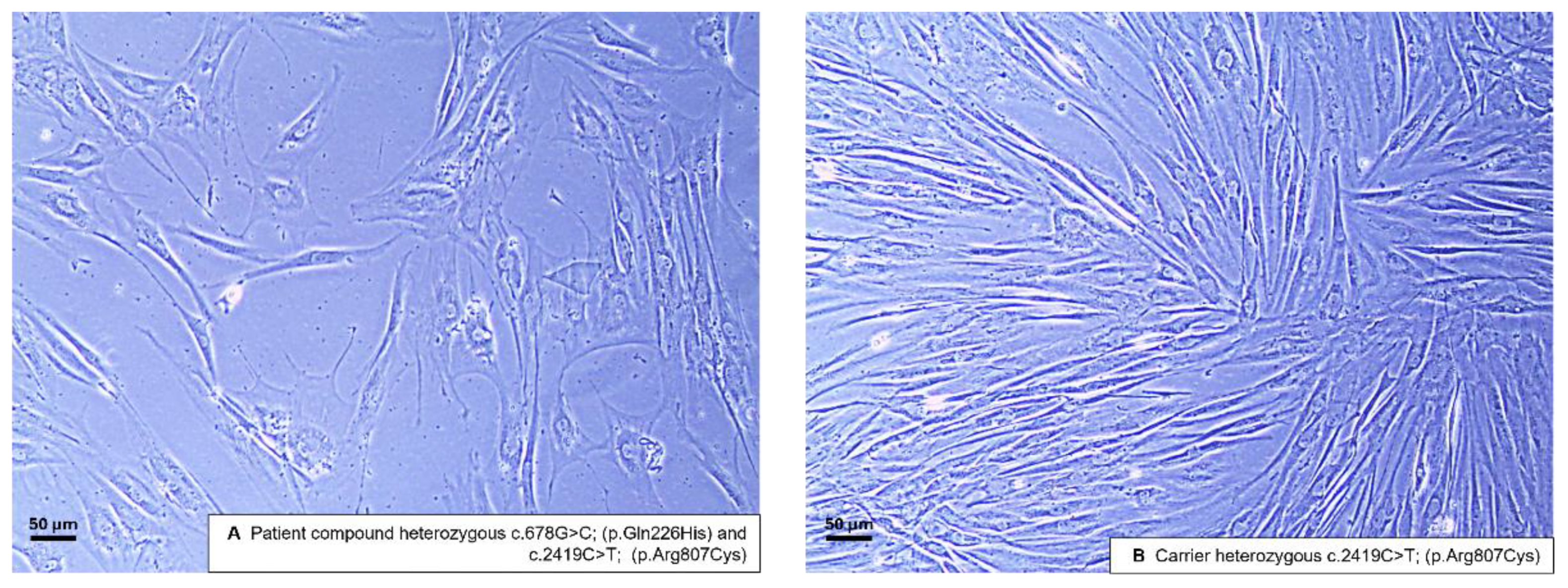 Preprints 140341 g001