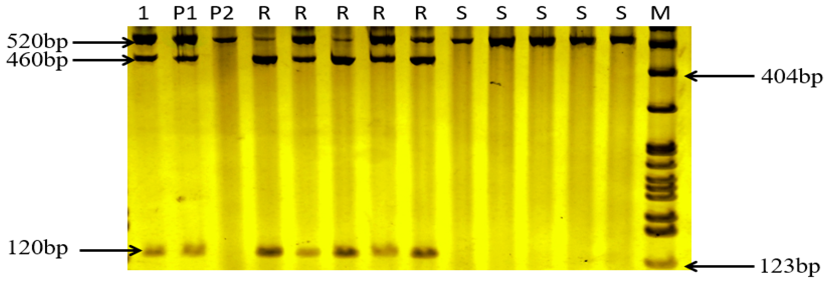 Preprints 158795 g004