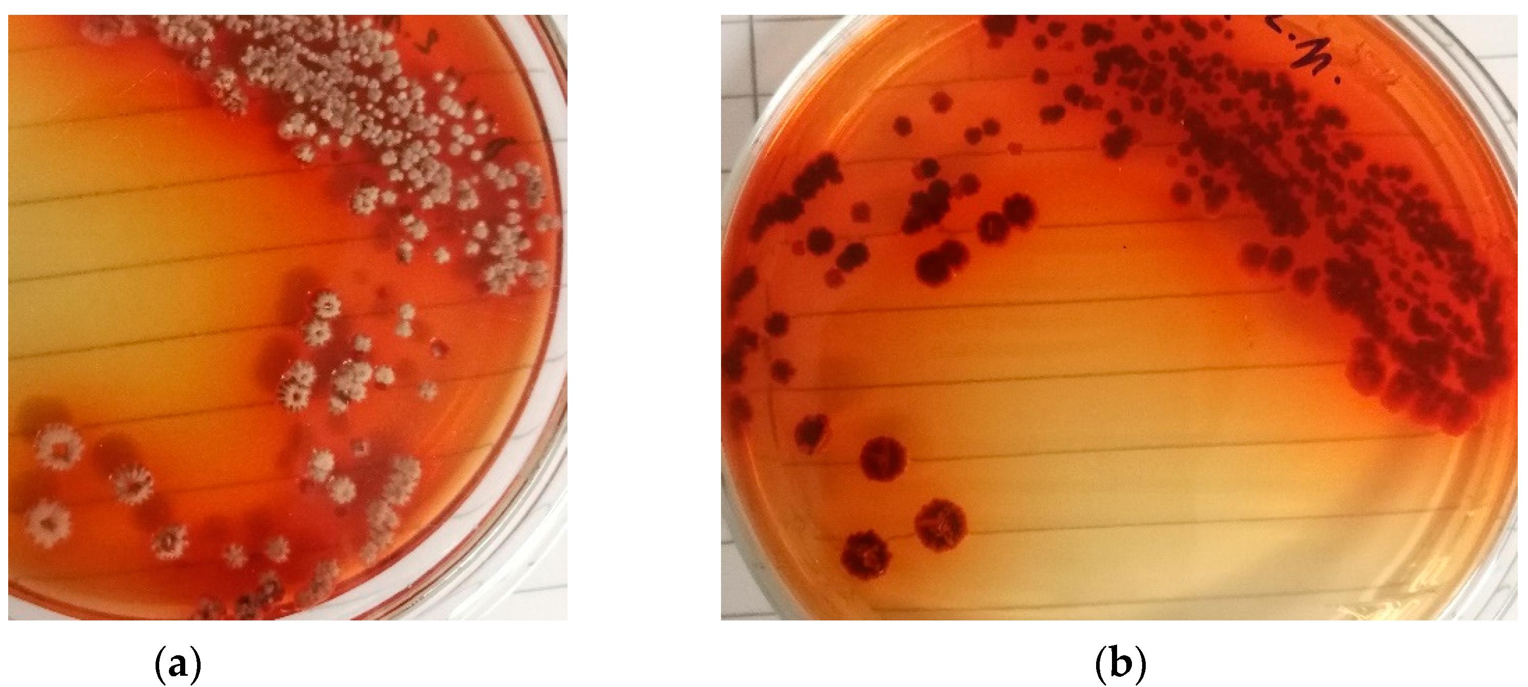 Preprints 142470 g002