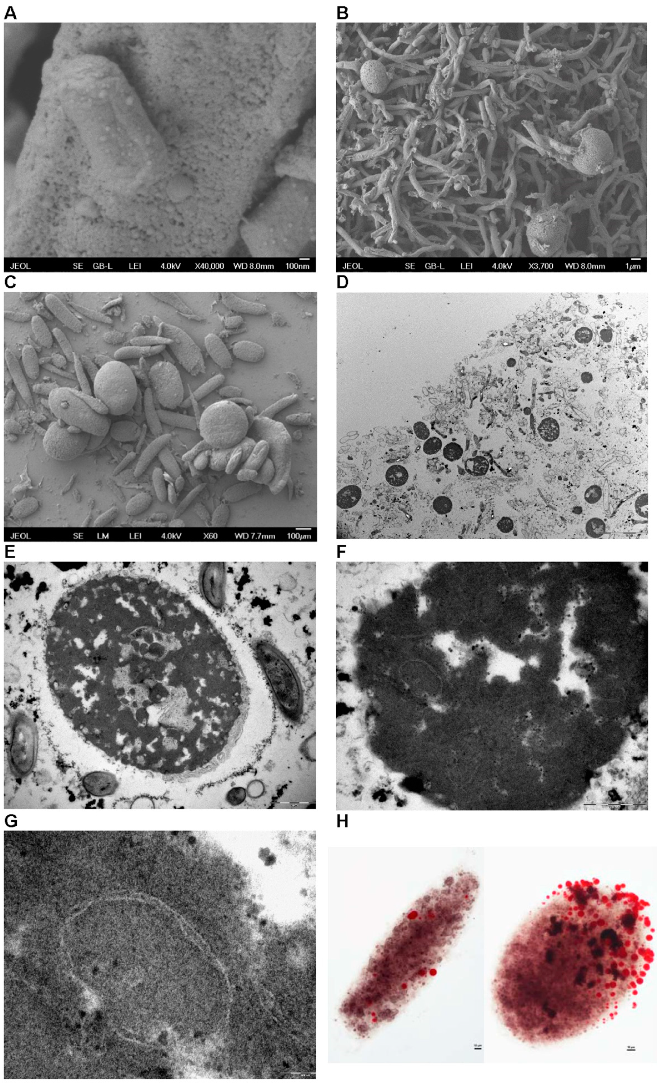 Preprints 142470 g009