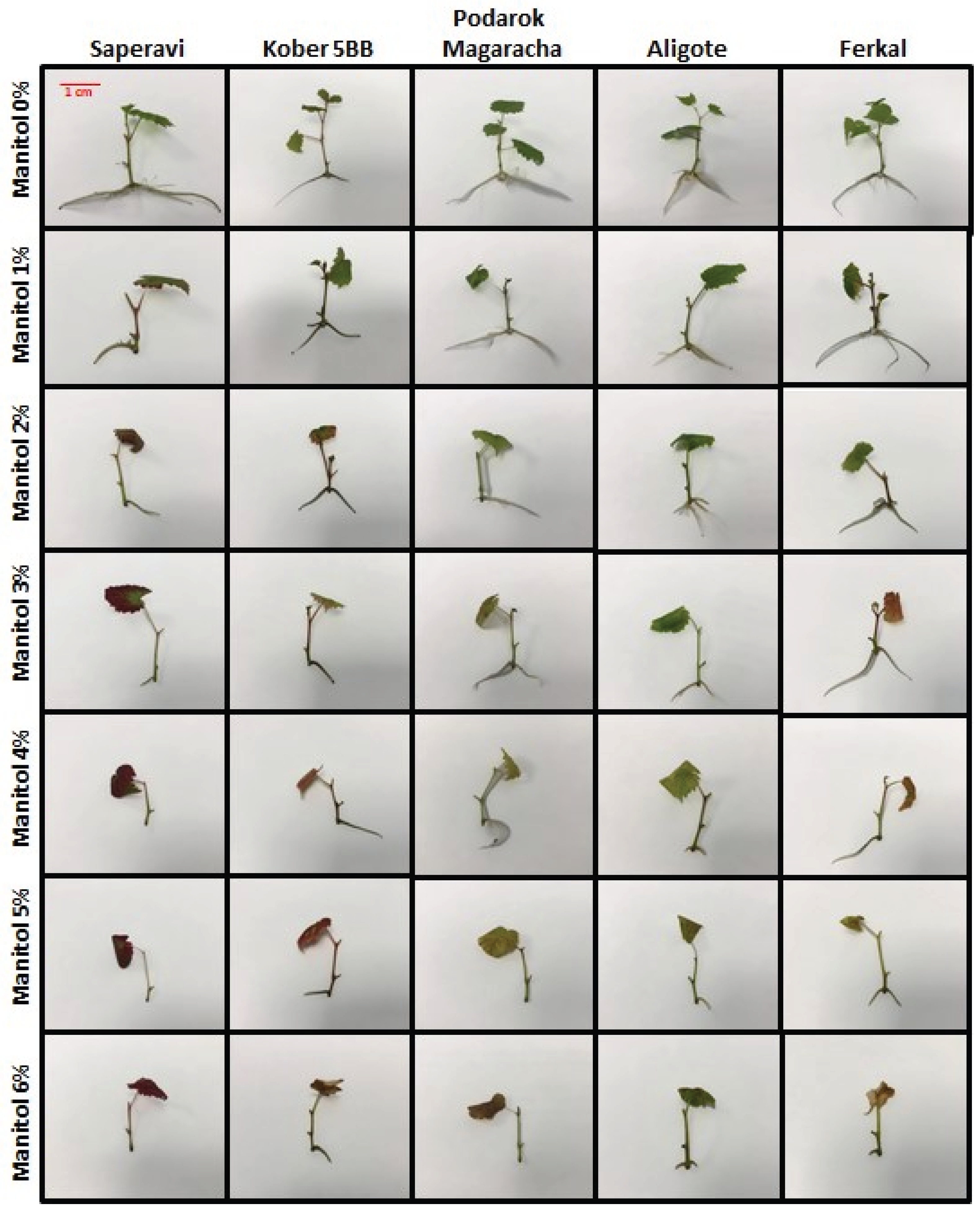 Preprints 207021 g005 Preprints 207021 g005