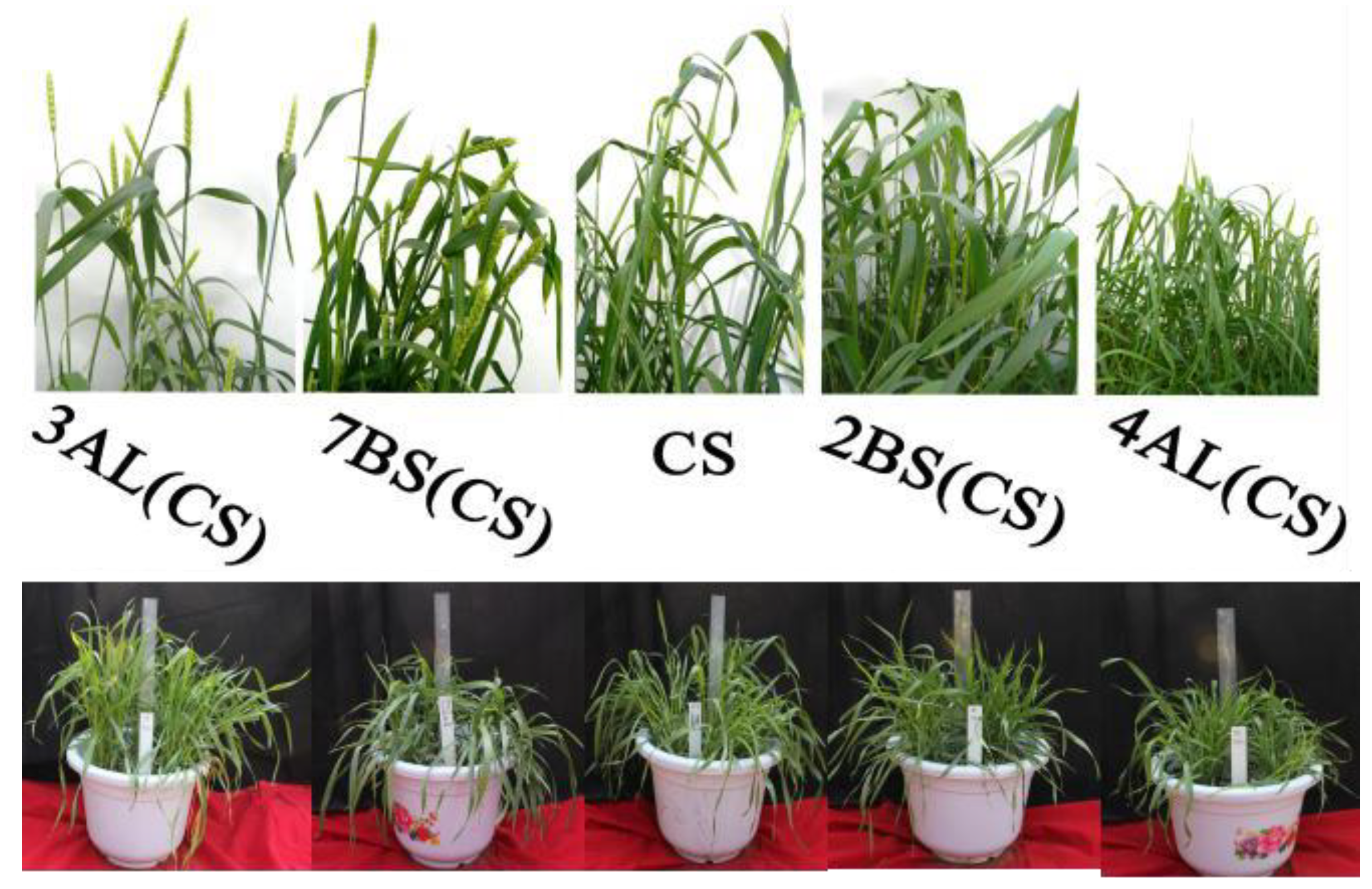 Preprints 148353 g005