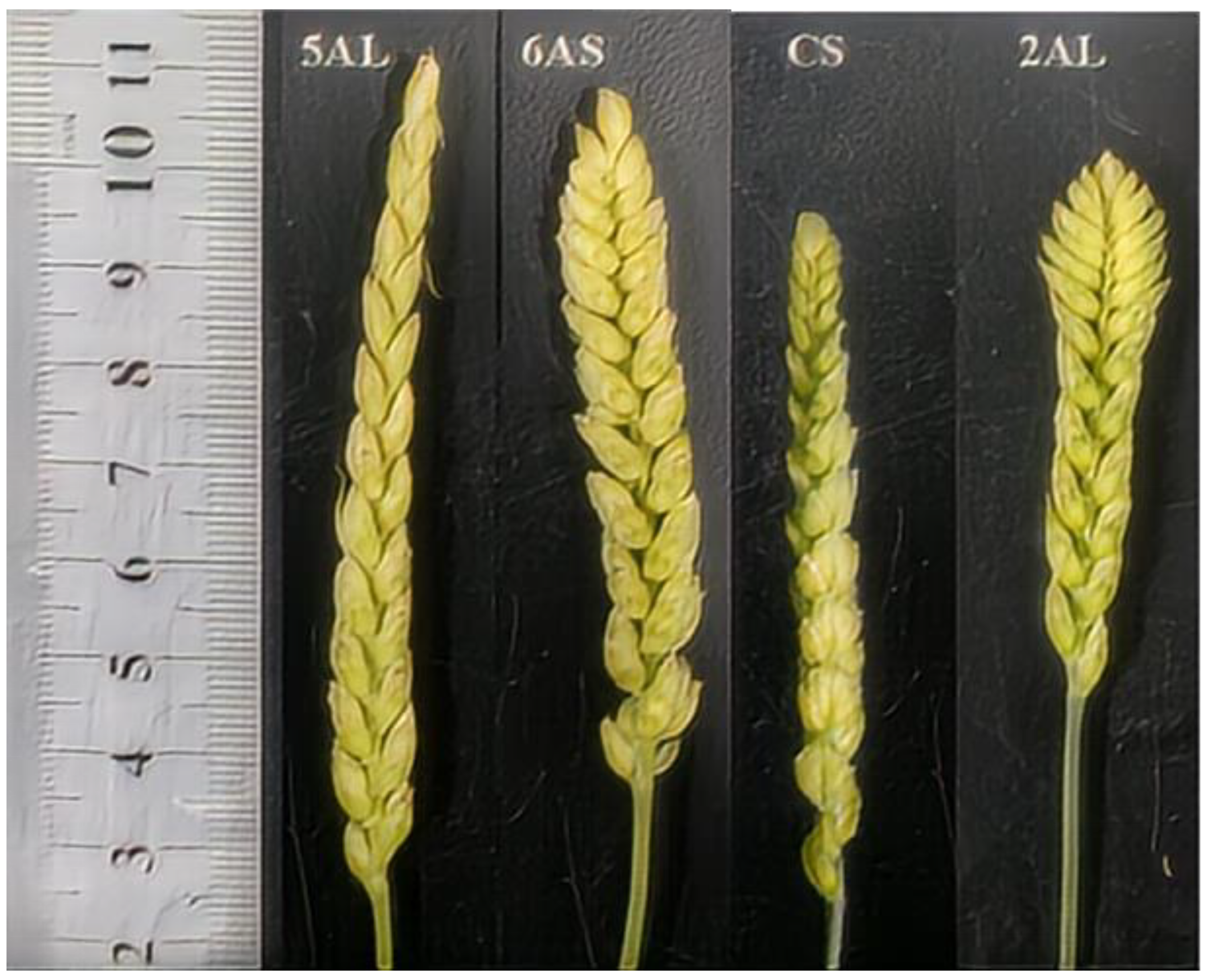 Preprints 148353 g006