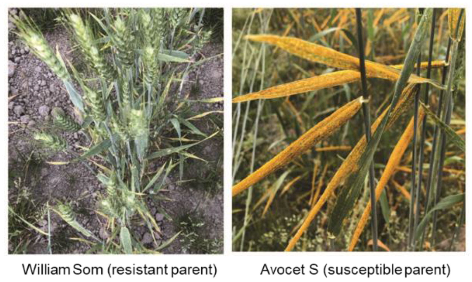 Preprints 157681 g001