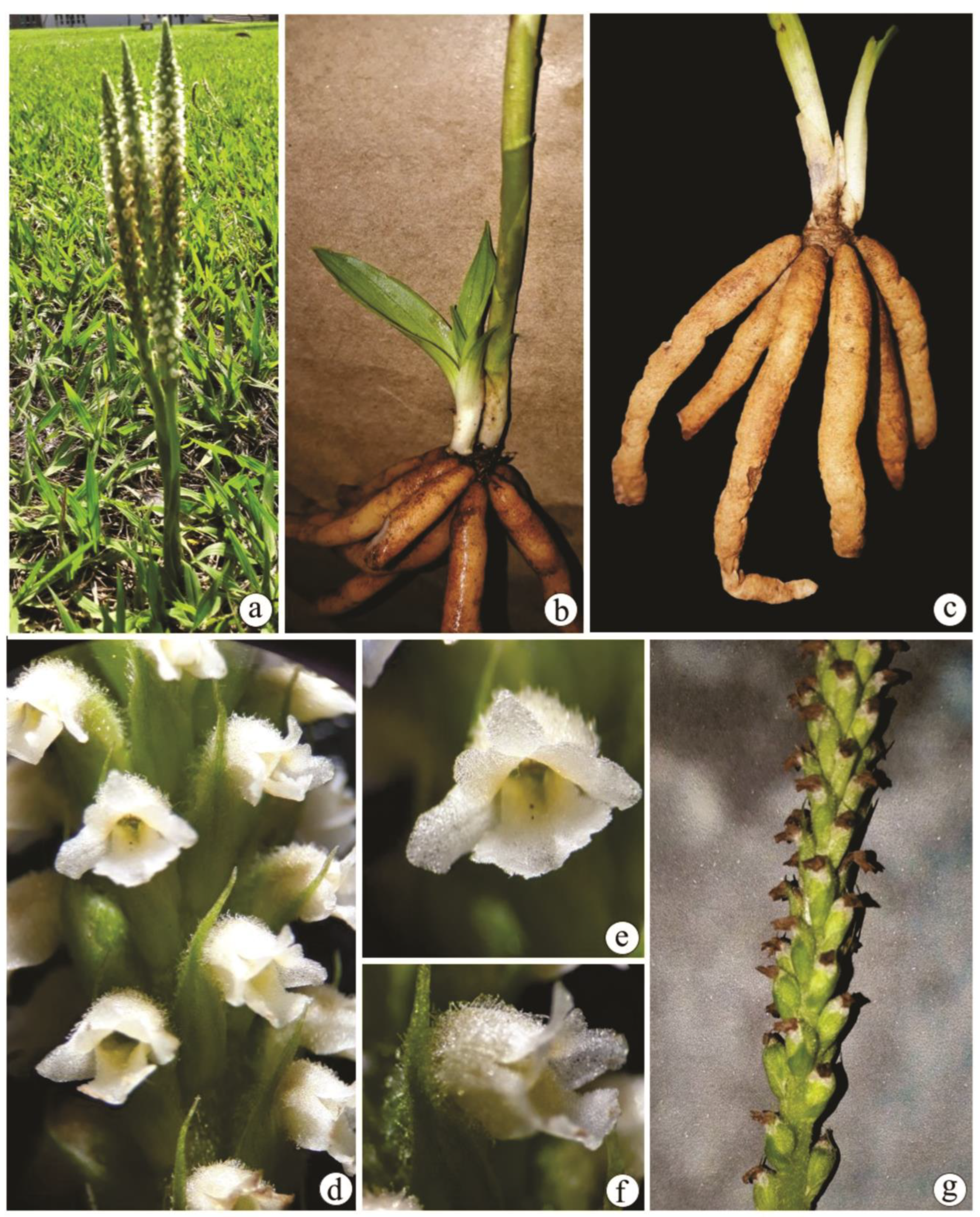 Preprints 75747 g001