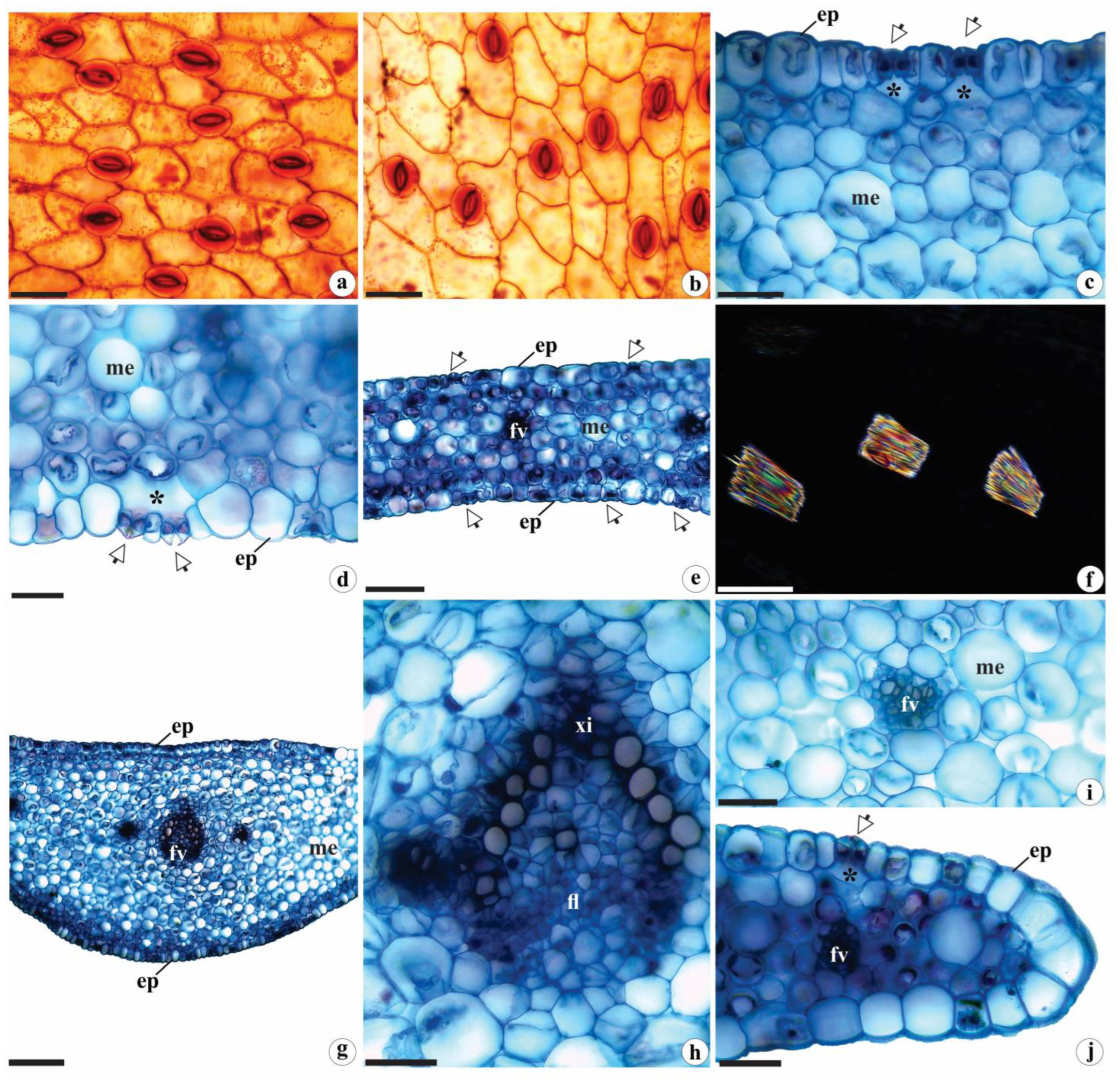 Preprints 75747 g002