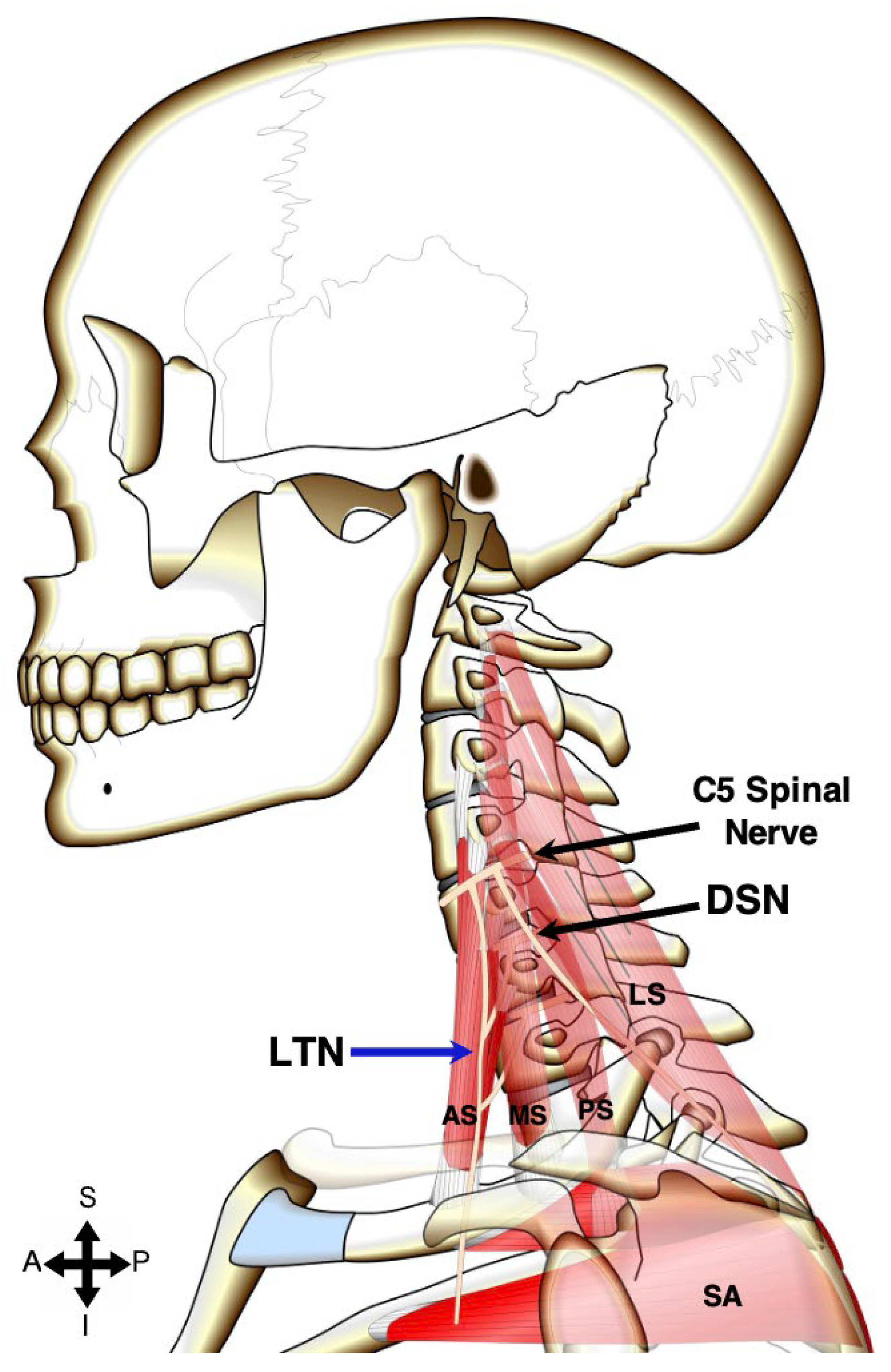 Preprints 151596 g001