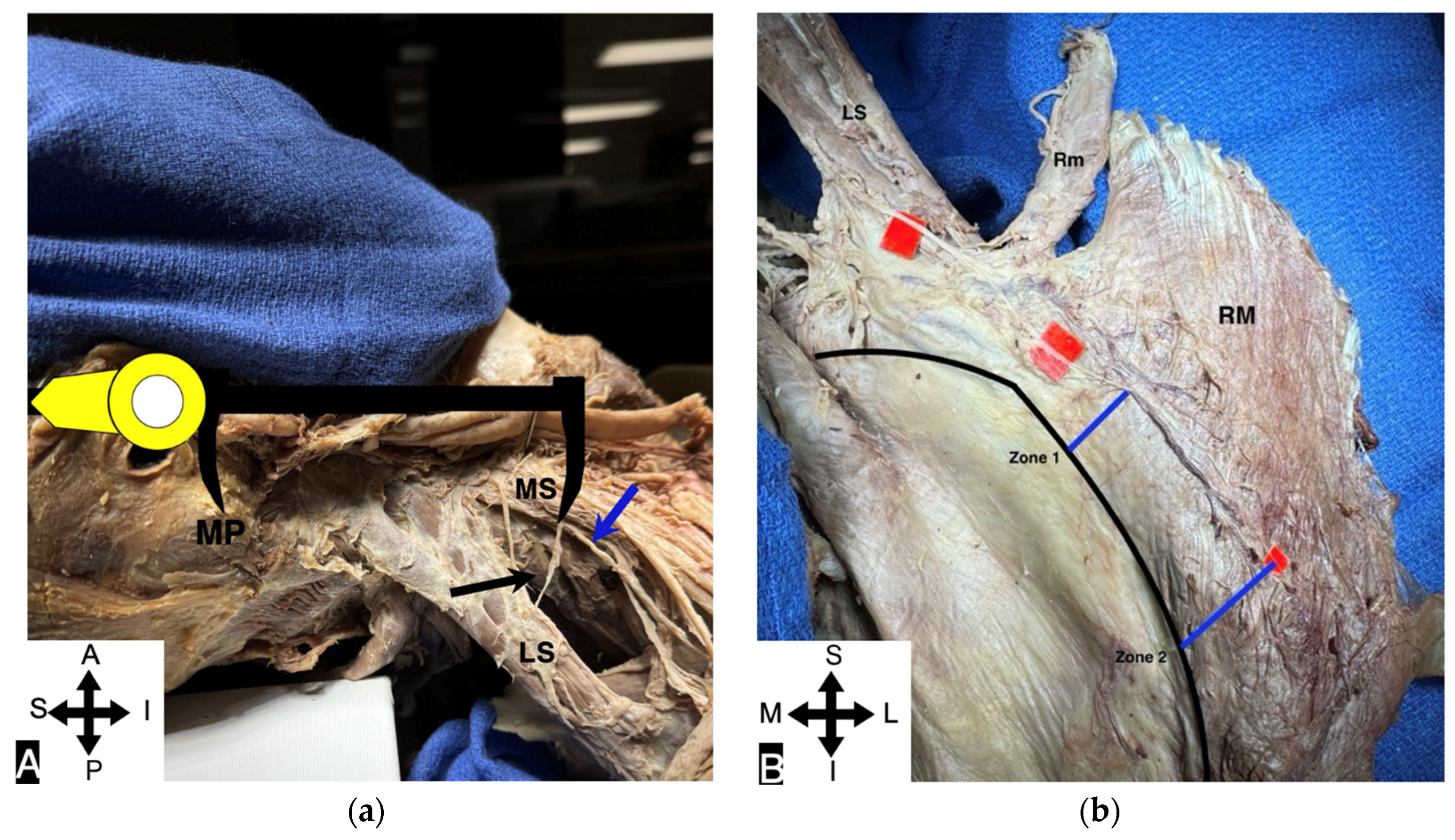 Preprints 151596 g003