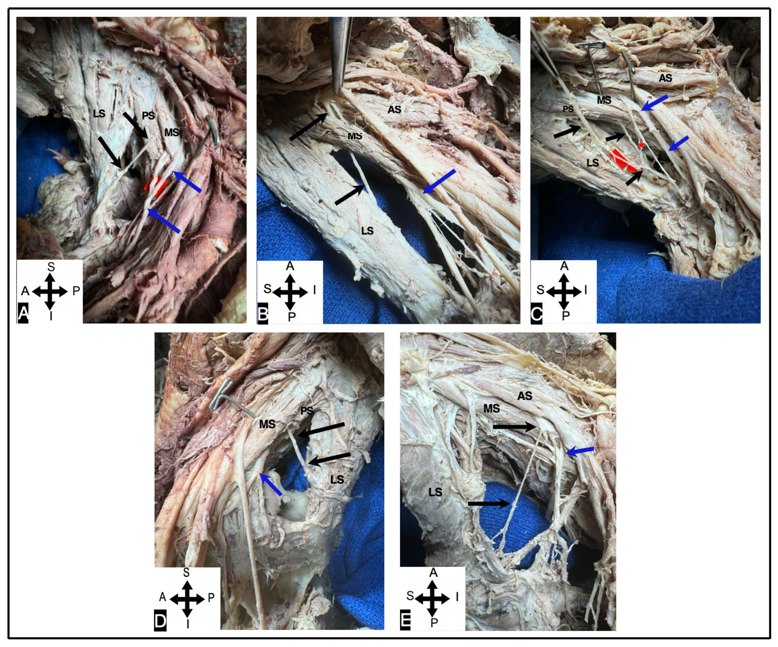 Preprints 151596 g004