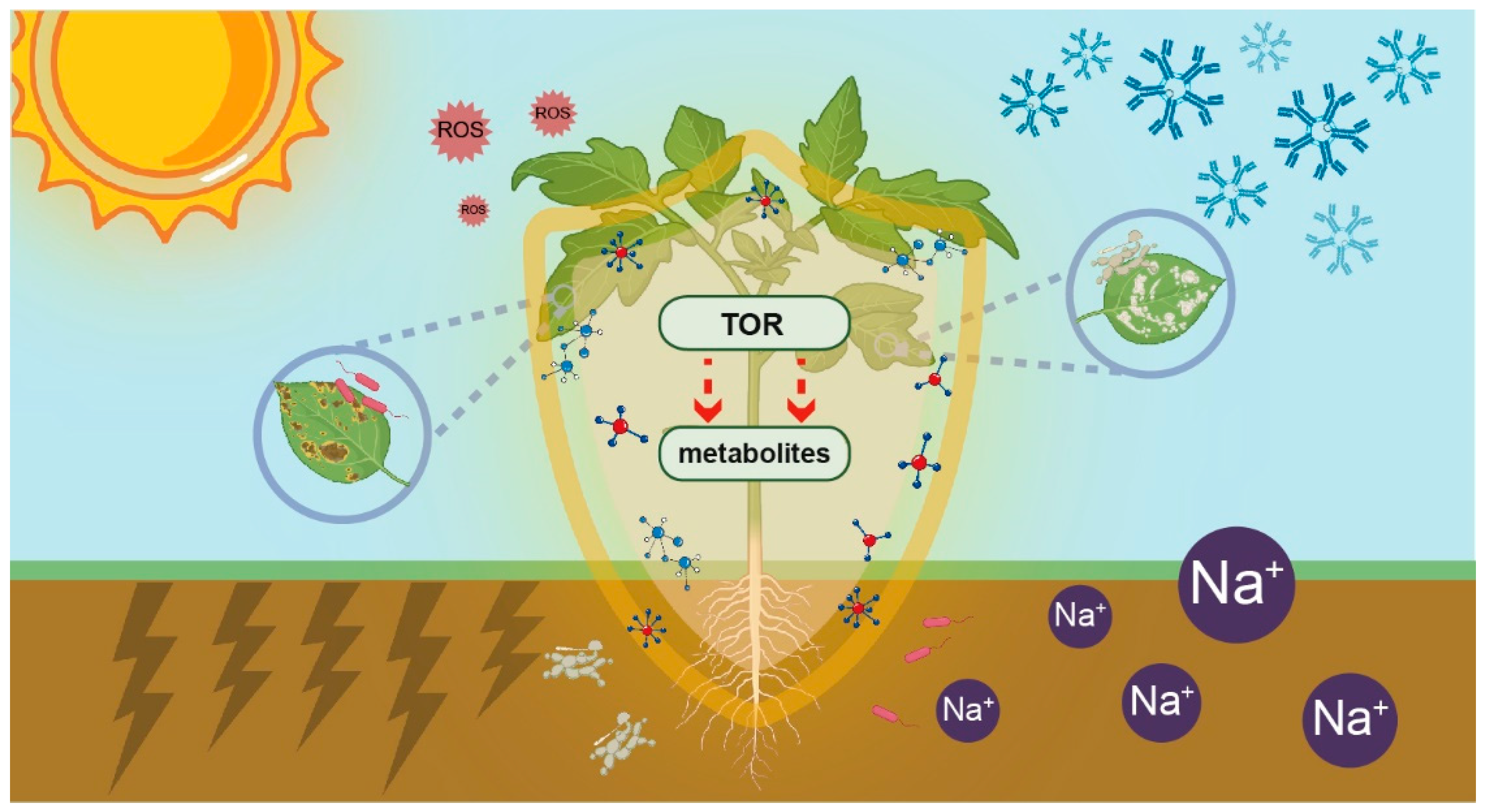 Preprints 146341 g002