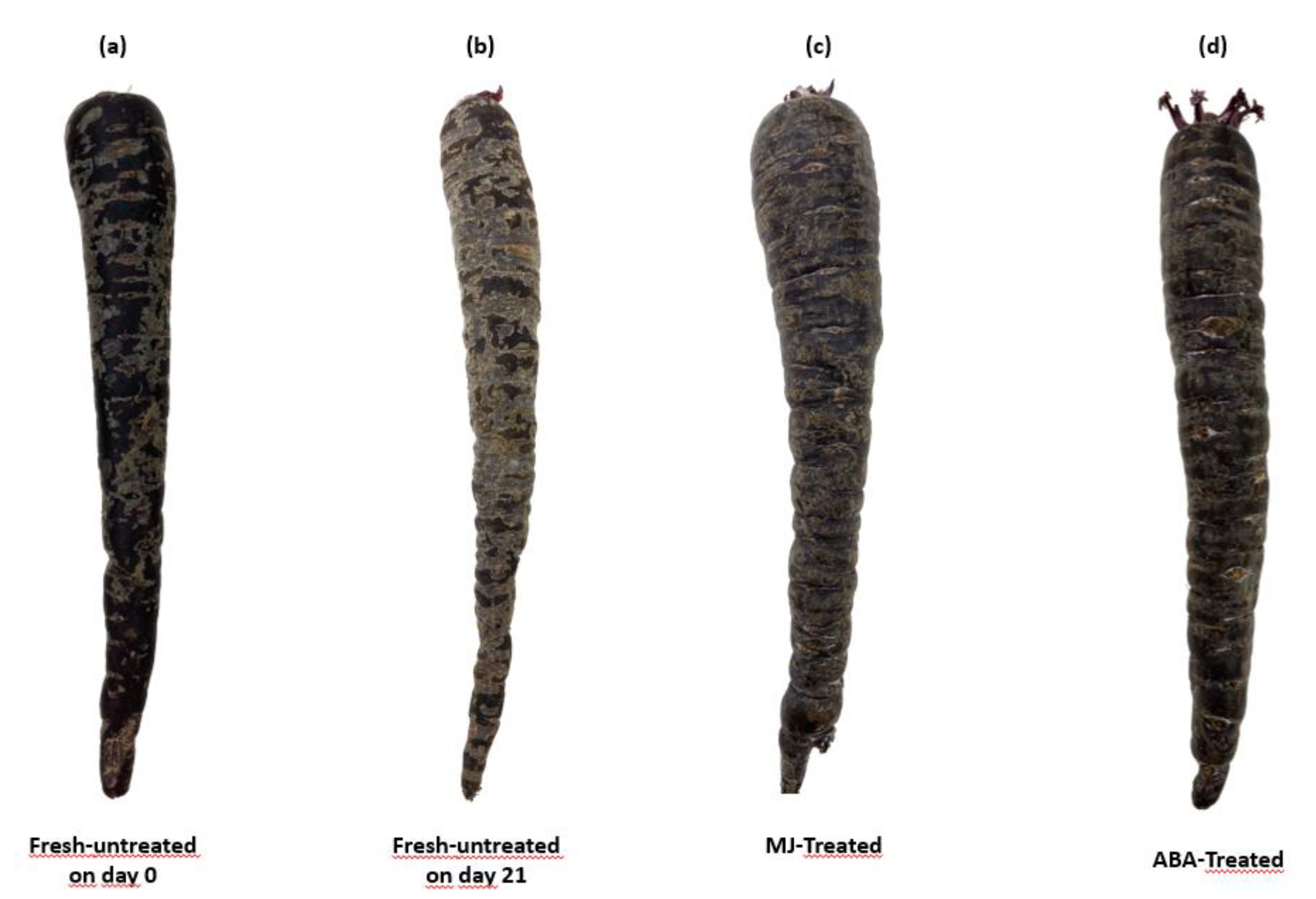 Preprints 90574 g001