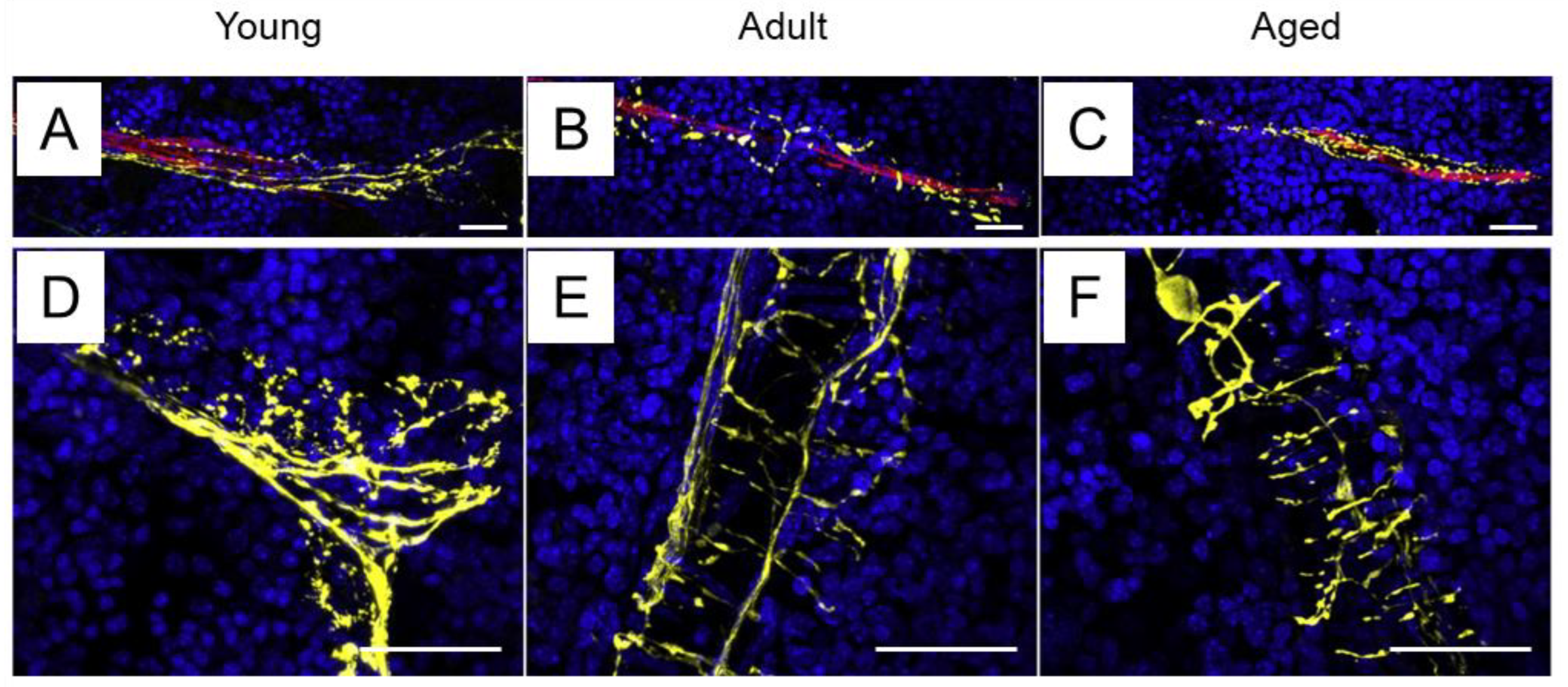 Preprints 148499 g001