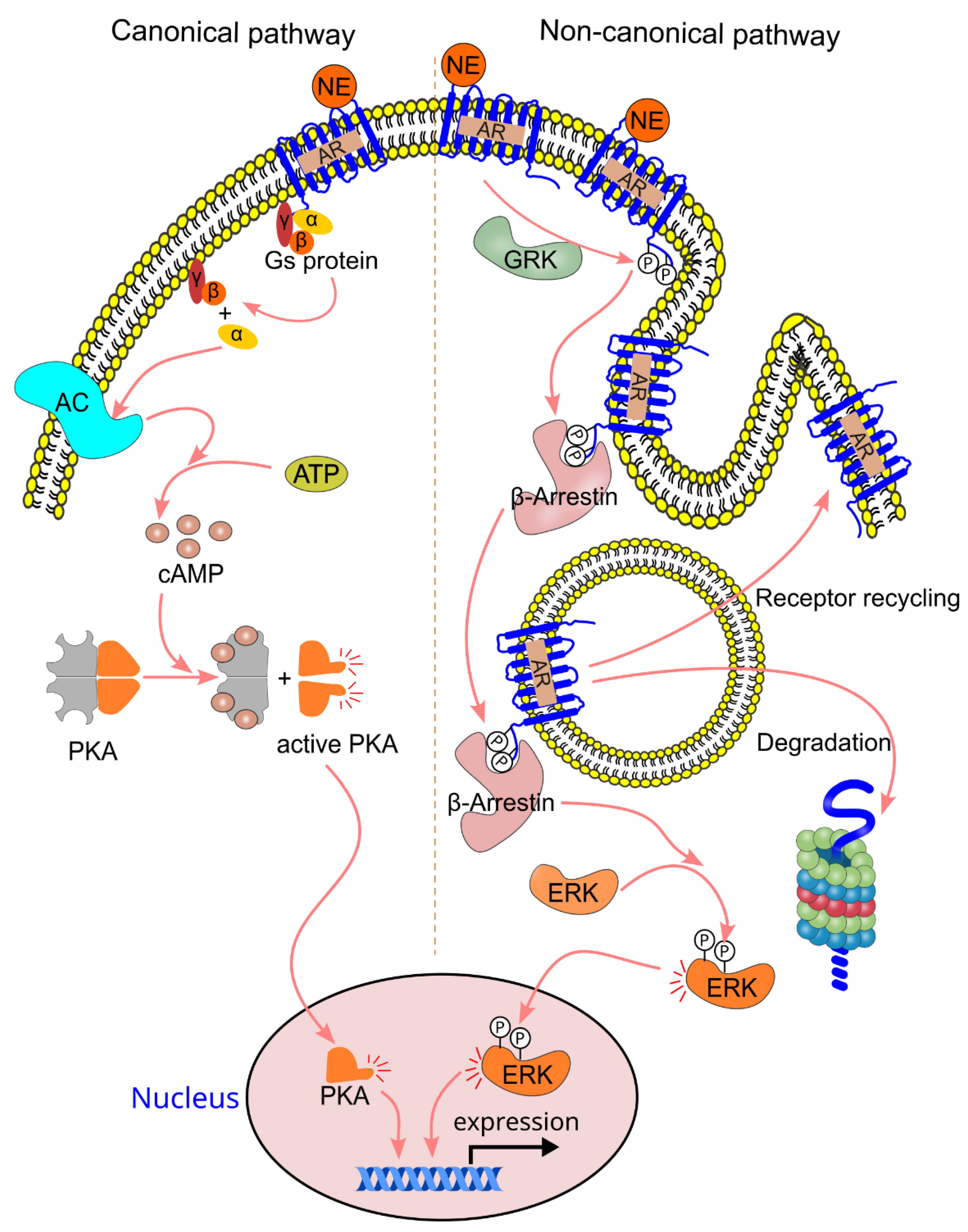 Preprints 148499 g008