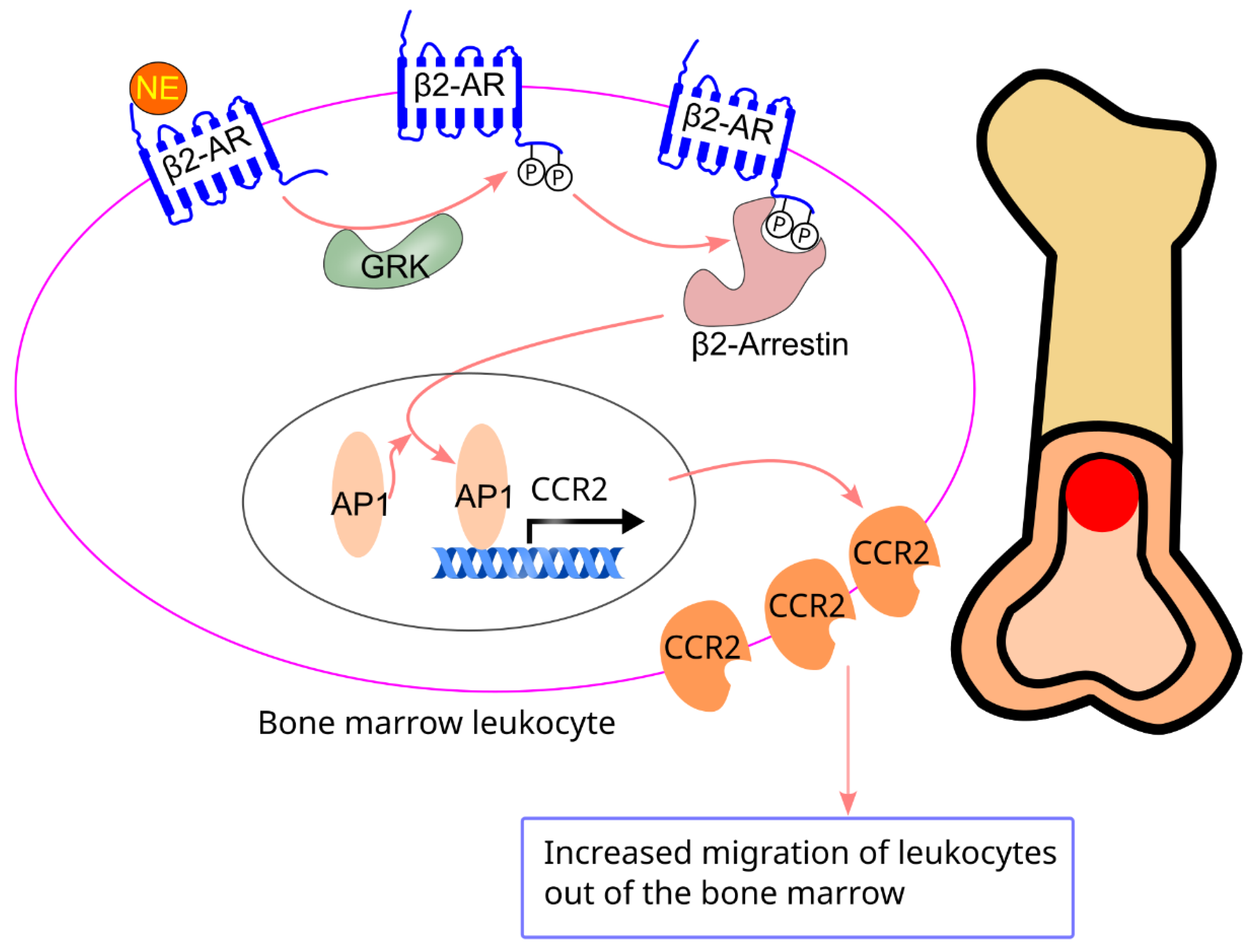 Preprints 148499 g010