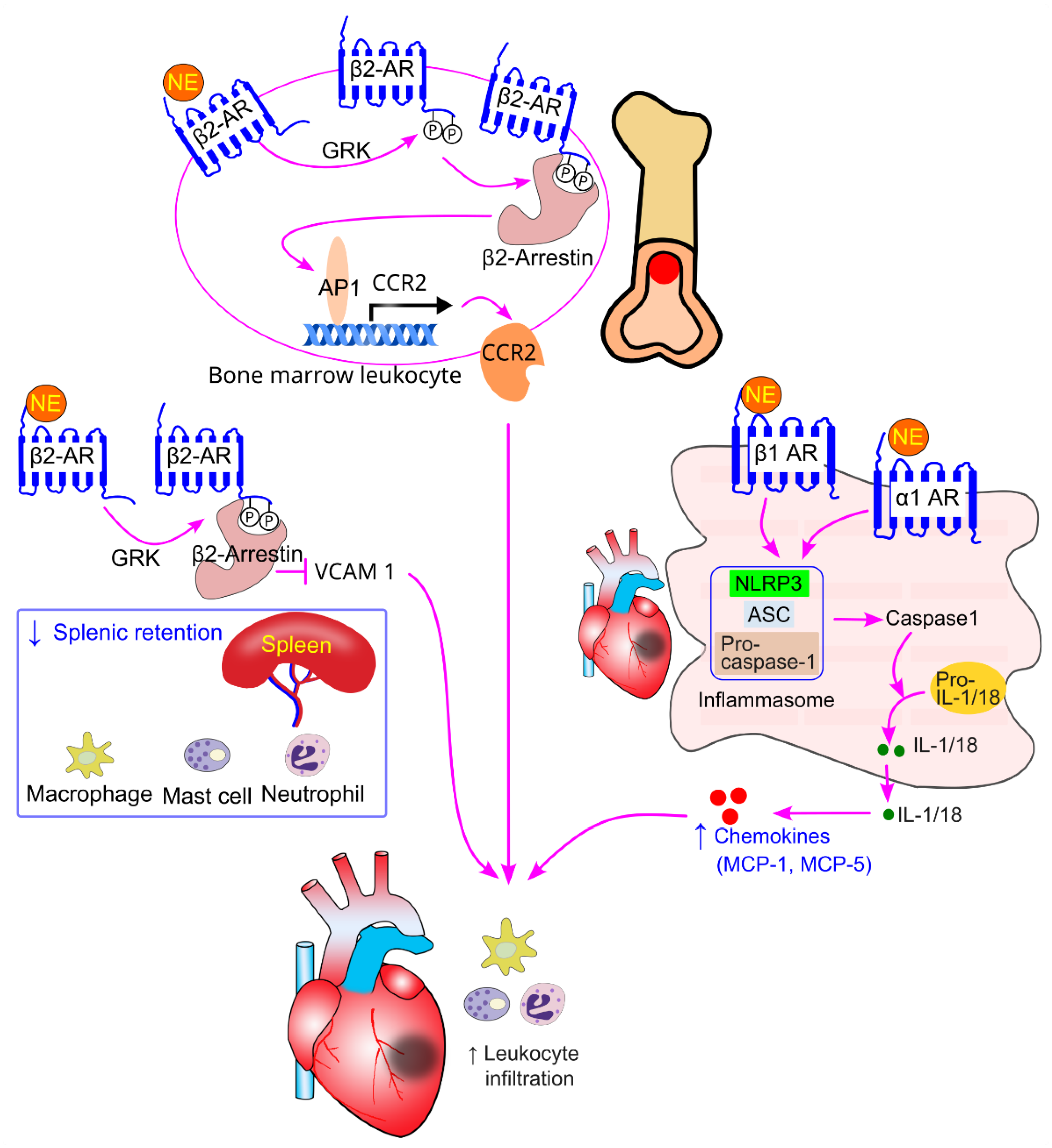 Preprints 148499 g013