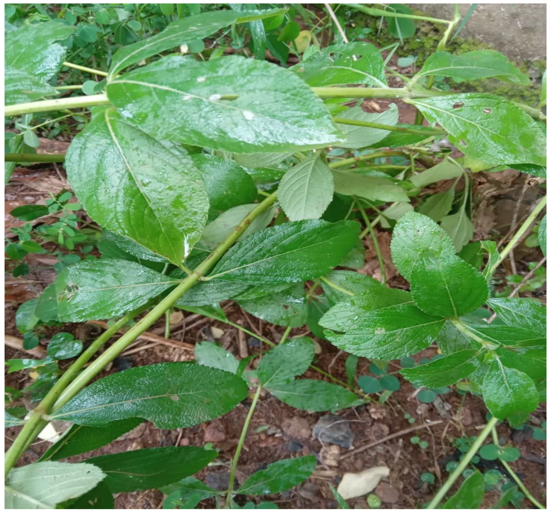 Preprints 107618 g001