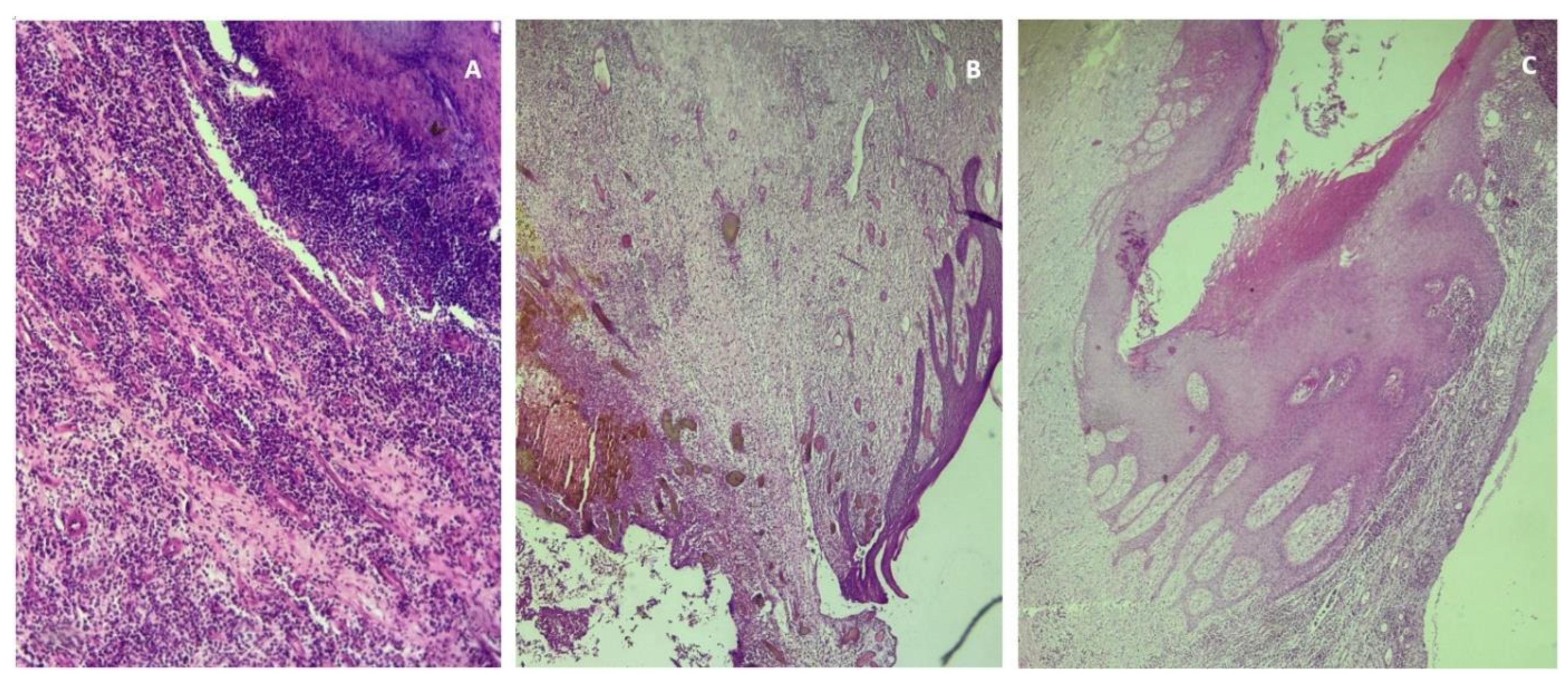 Preprints 174140 g005