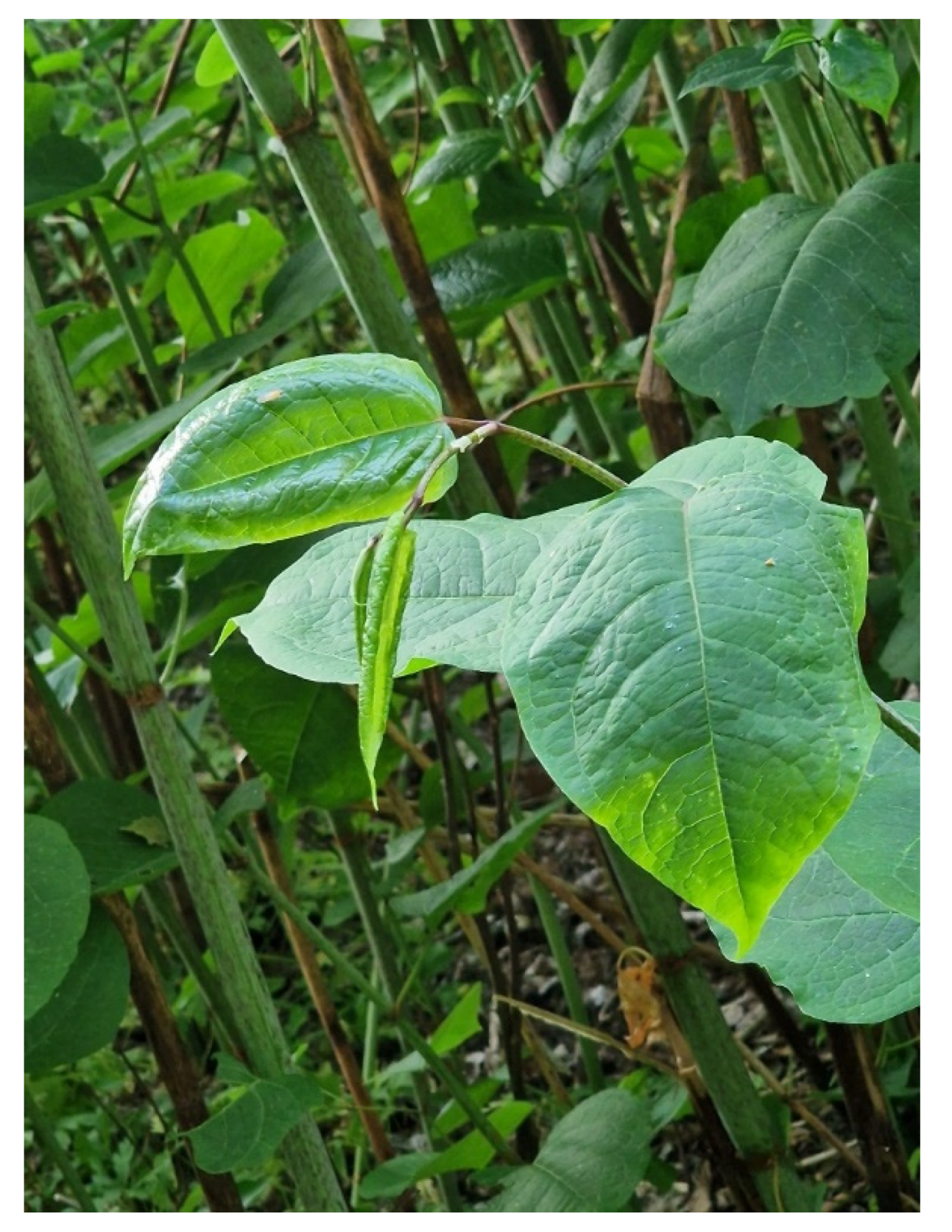 Preprints 145258 g001