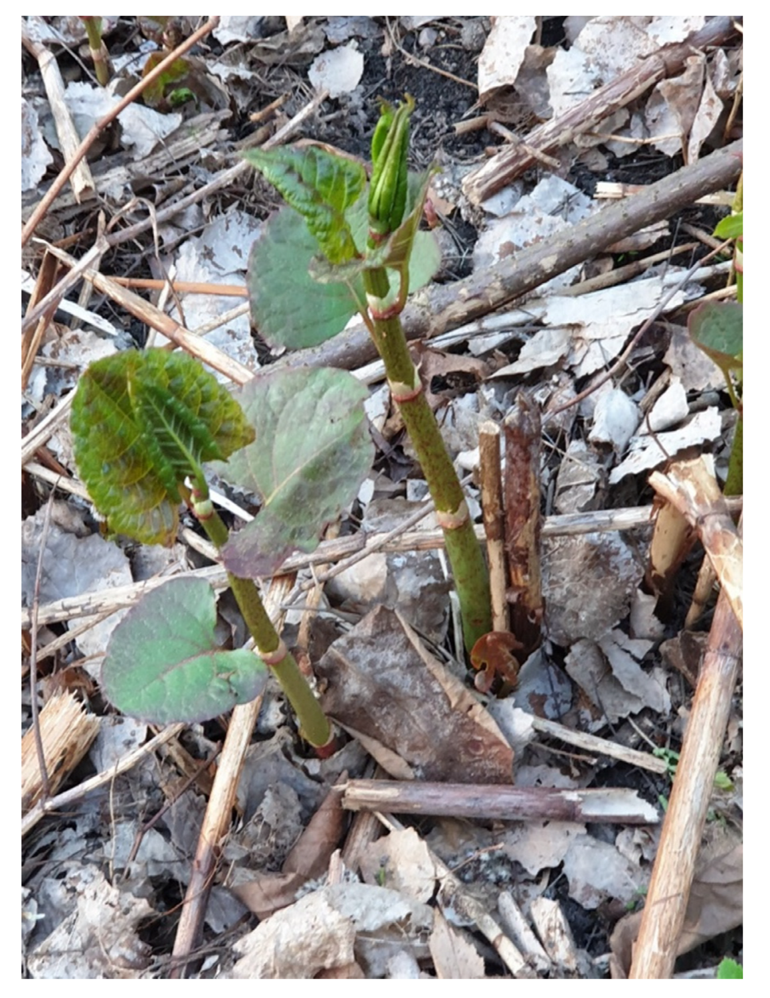 Preprints 145258 g002