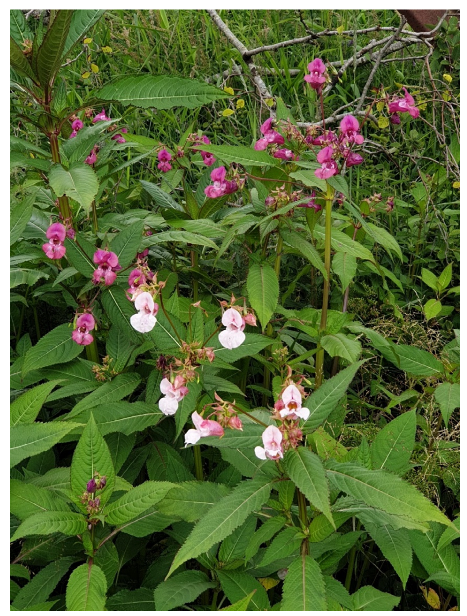 Preprints 145258 g004