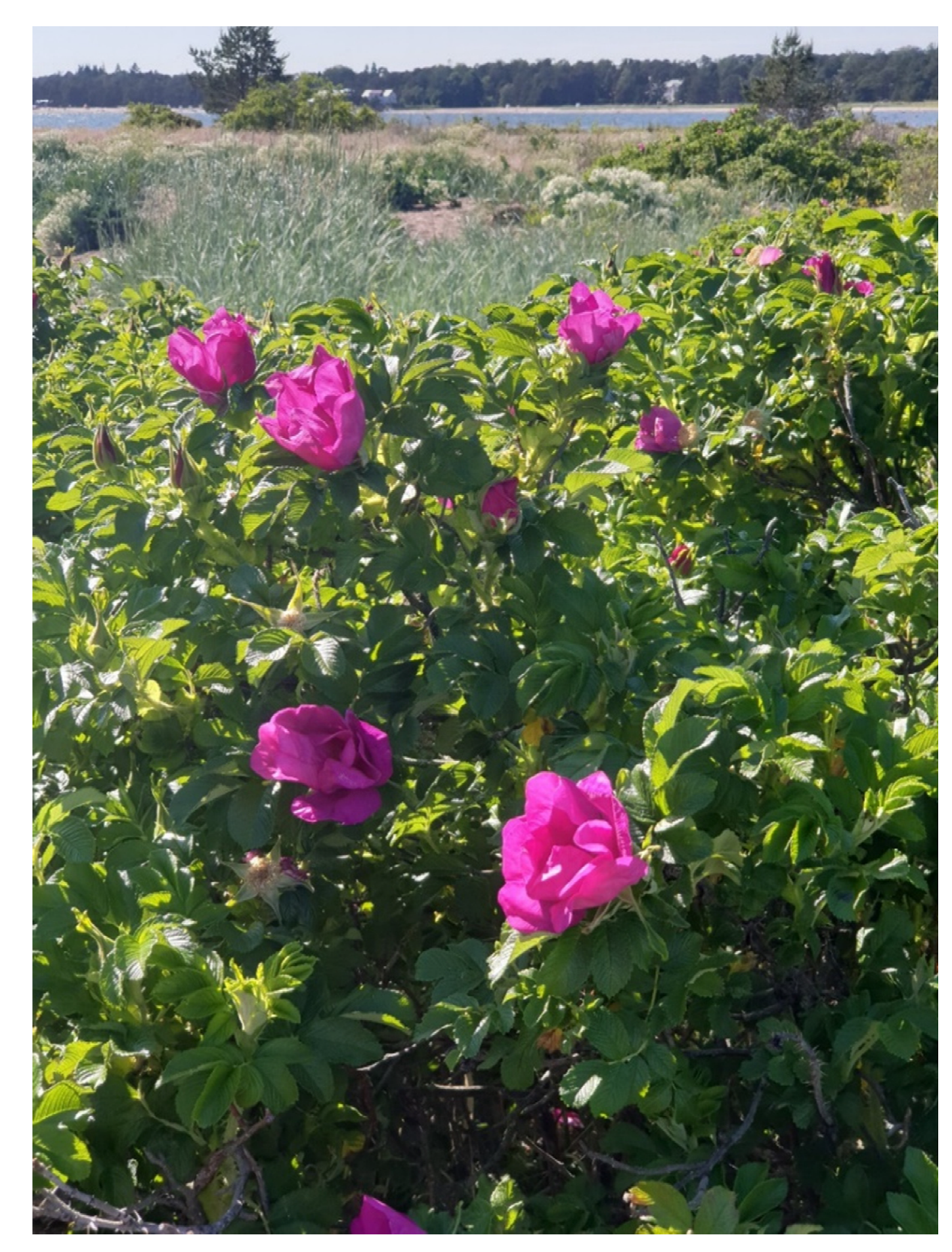 Preprints 145258 g006