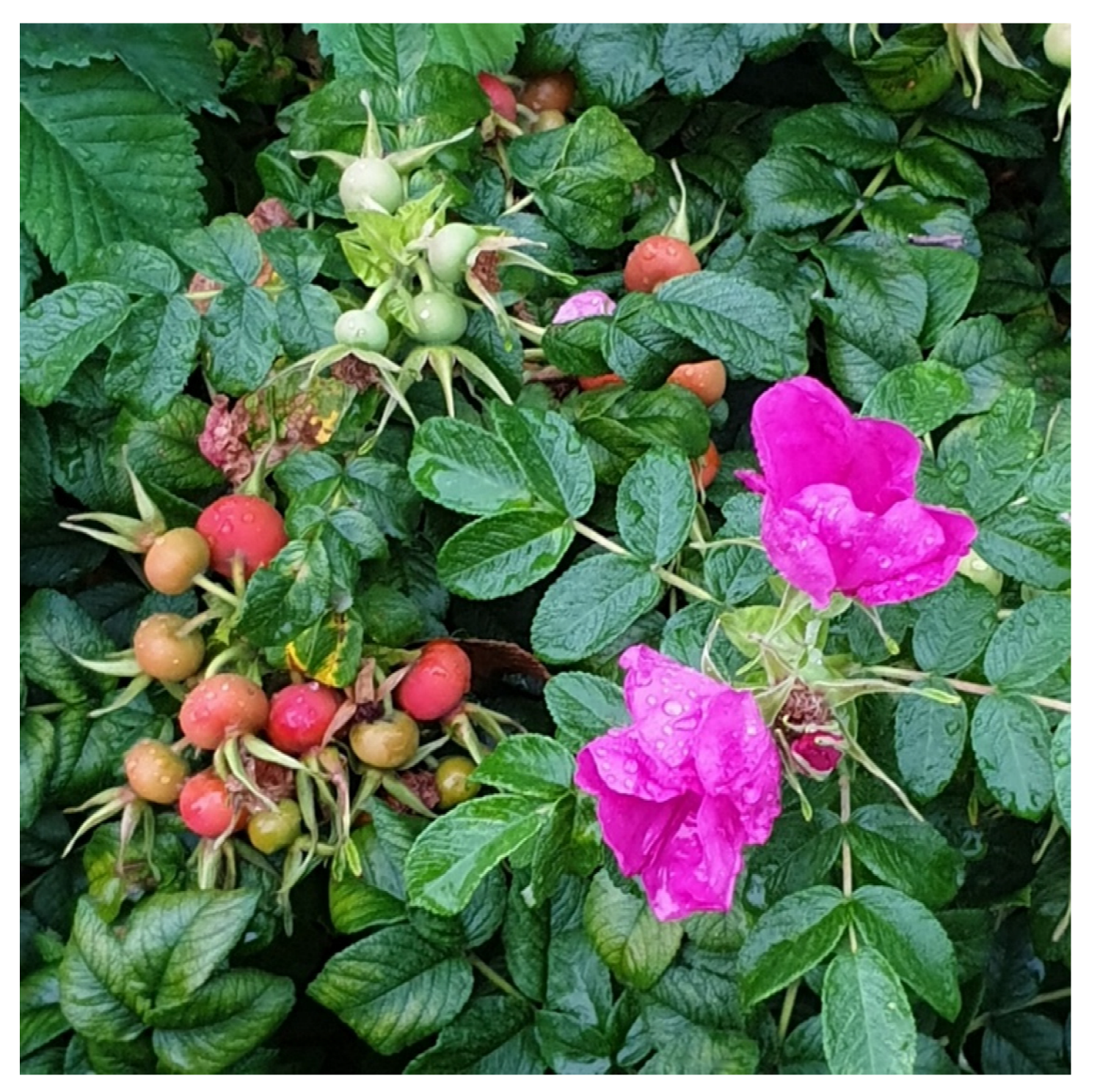 Preprints 145258 g007