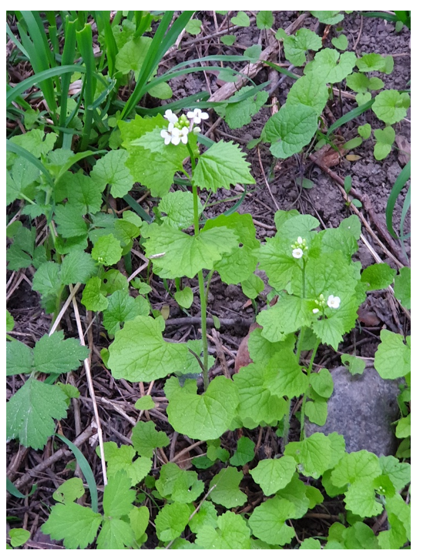 Preprints 145258 g009