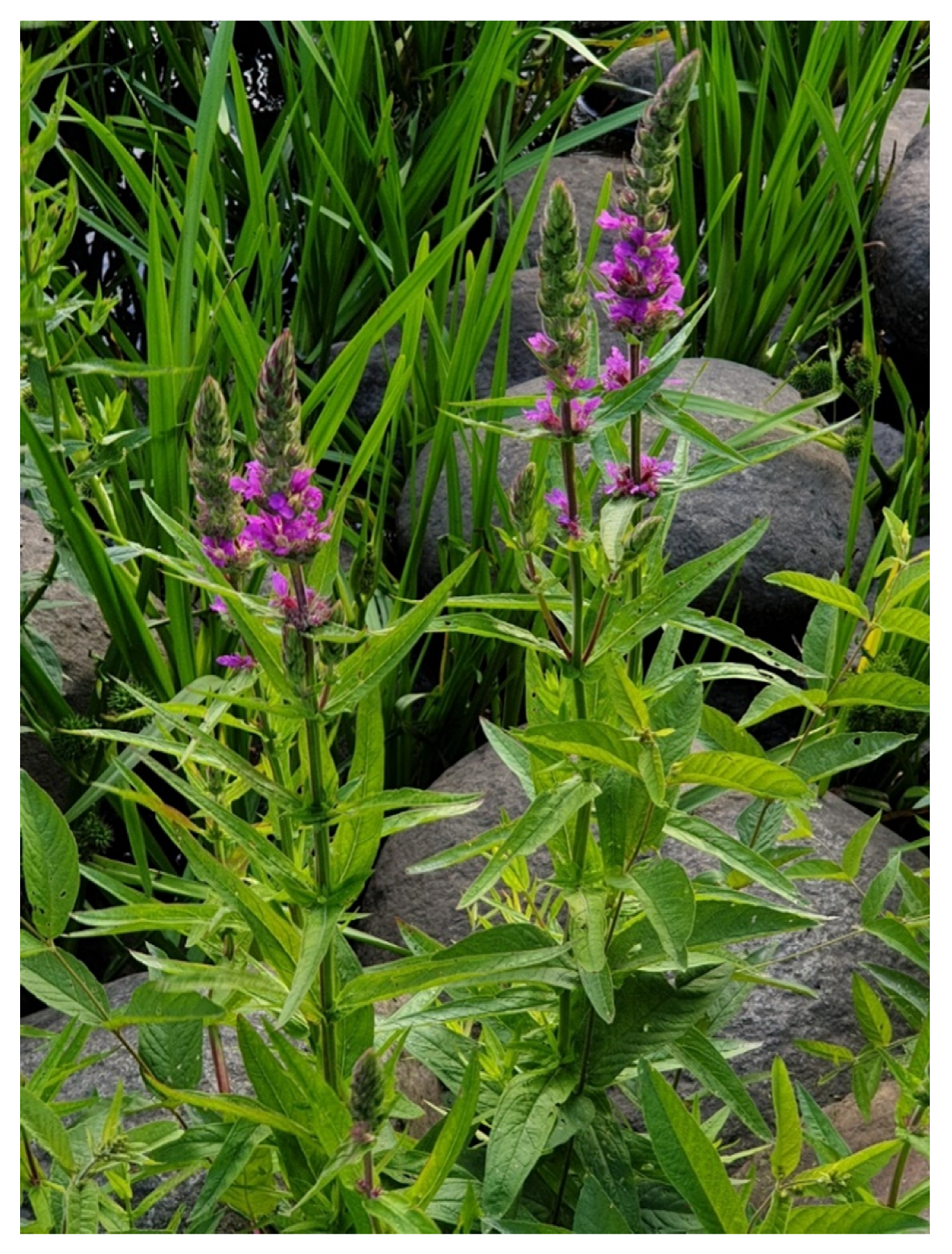 Preprints 145258 g010