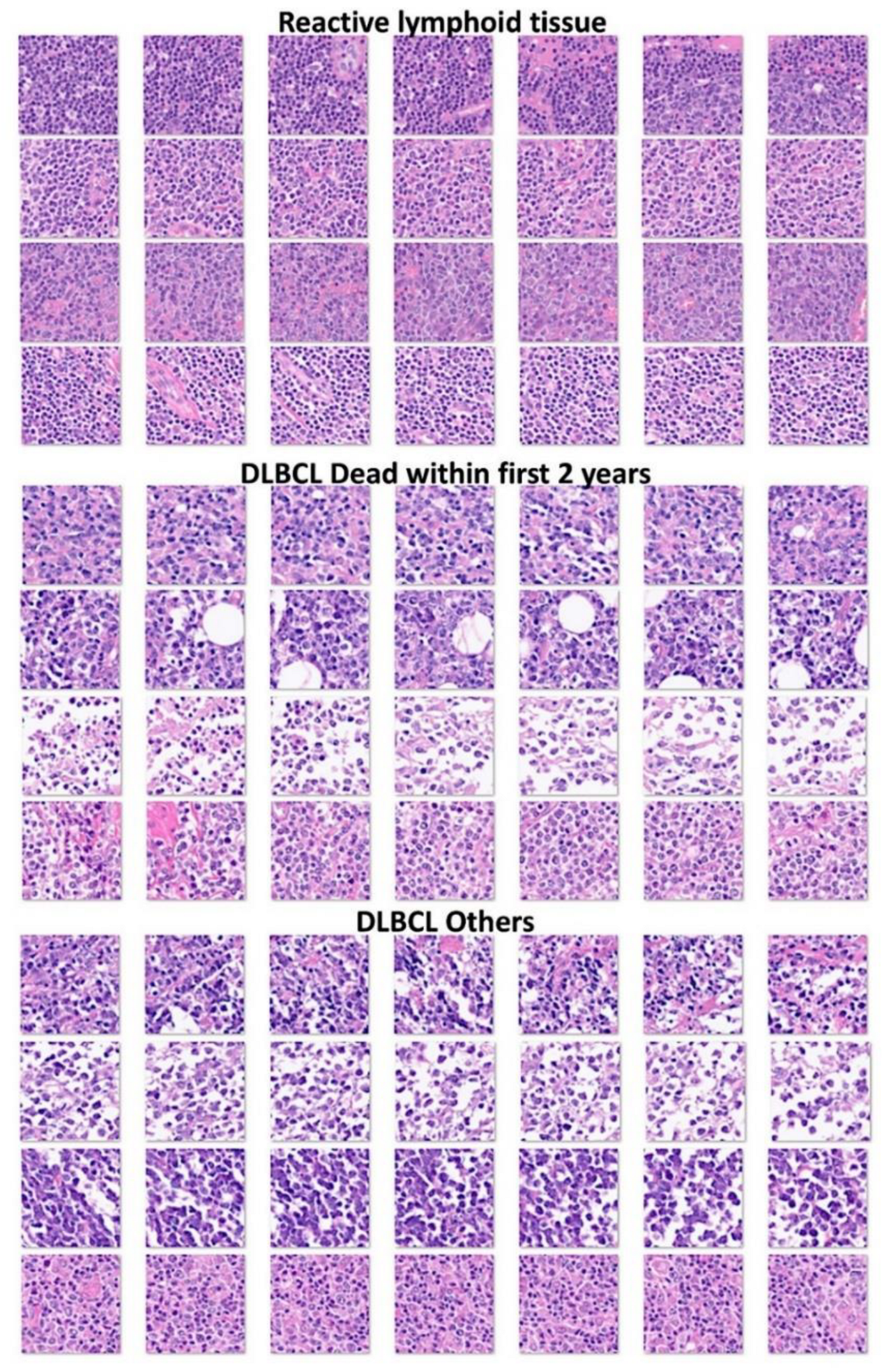 Preprints 217581 g002 Preprints 217581 g002