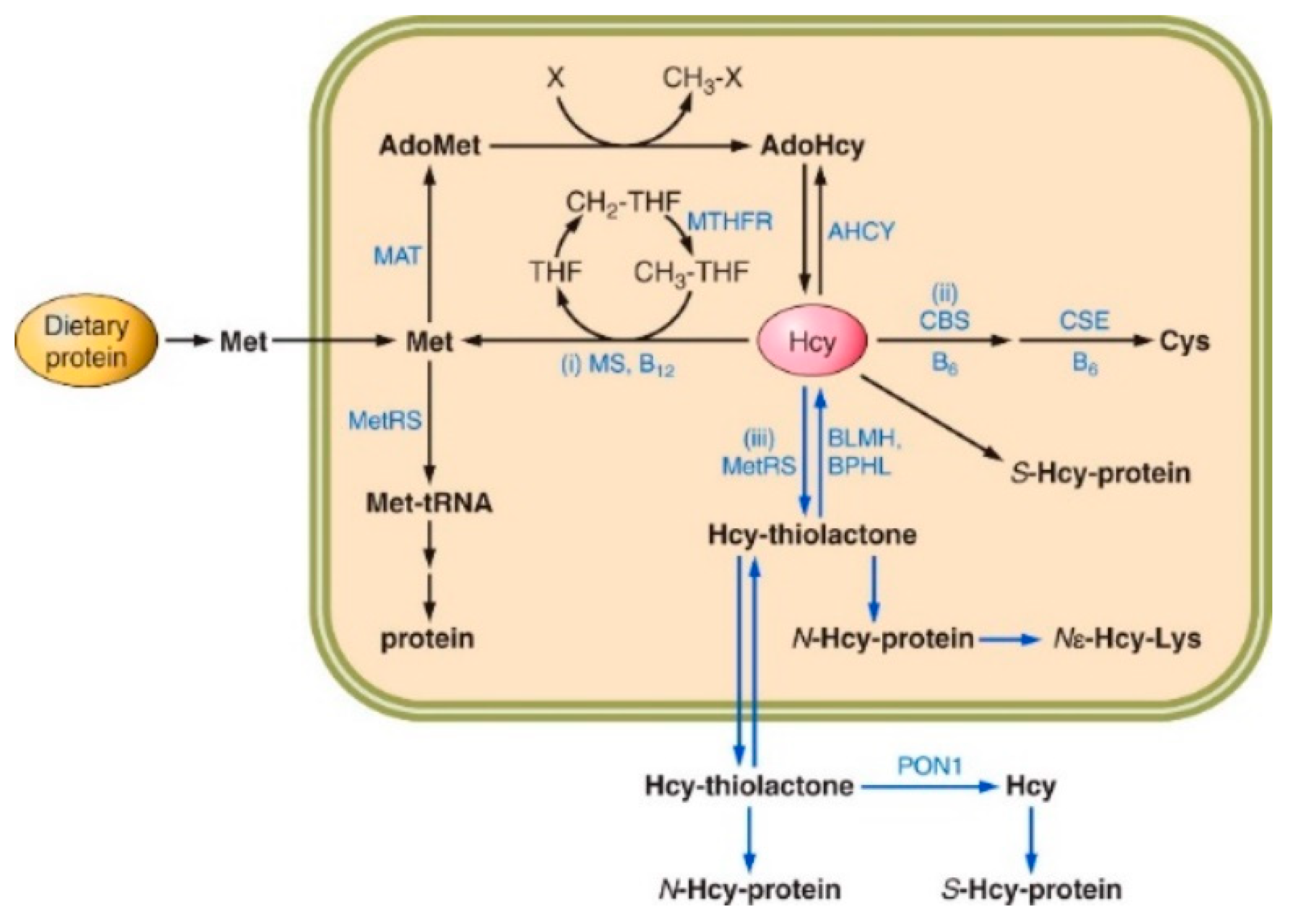 Preprints 108259 g001