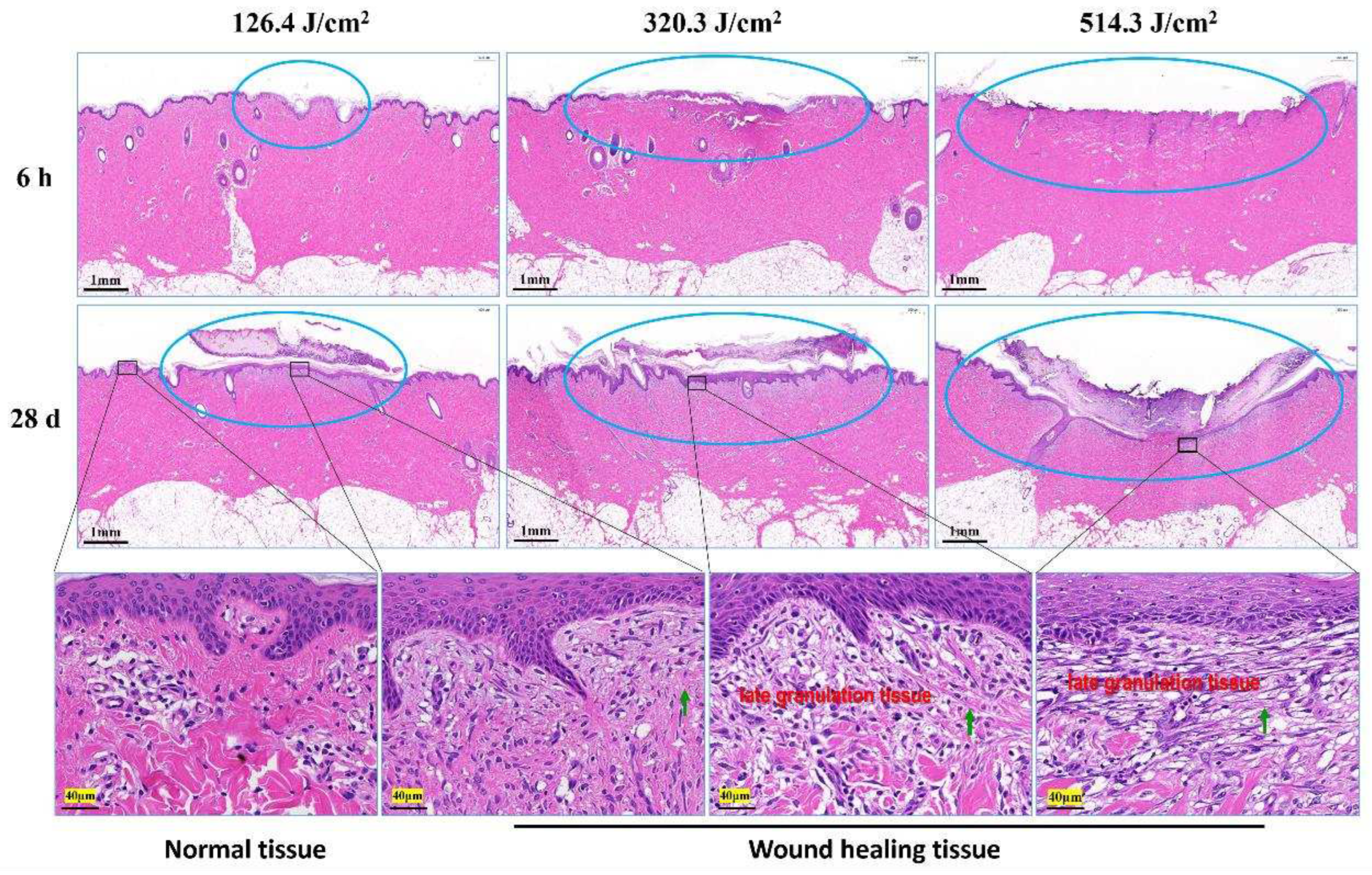 Preprints 97526 g004