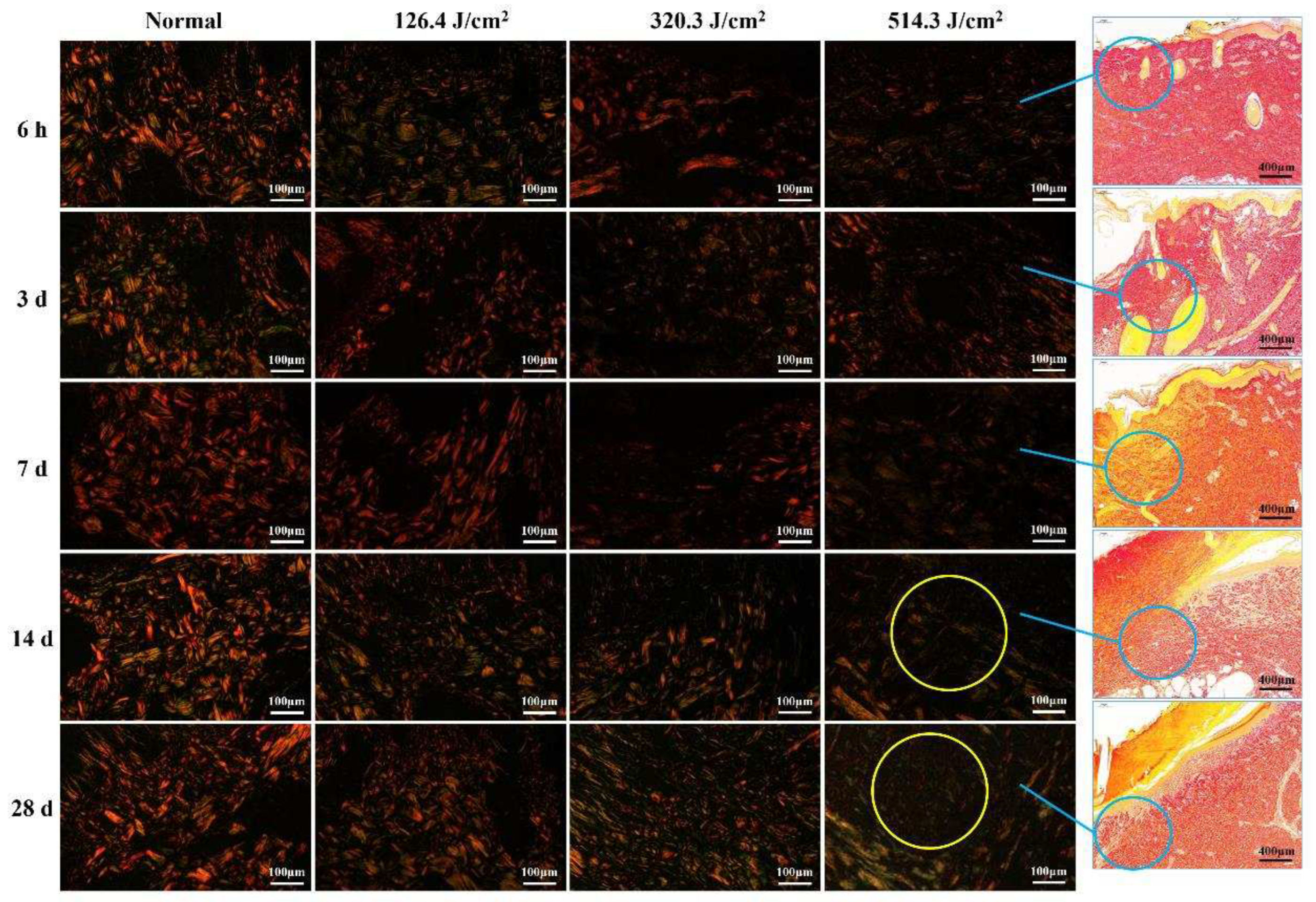 Preprints 97526 g005