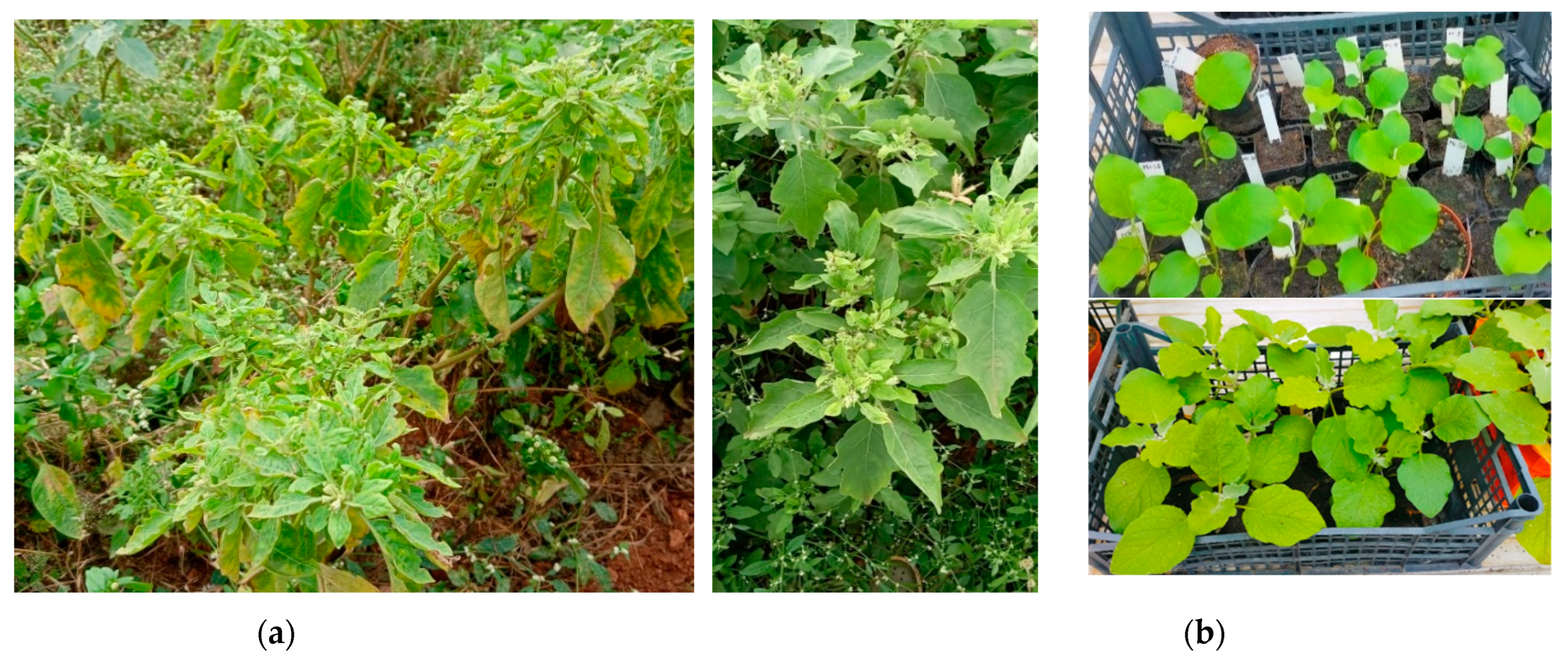 Preprints 96218 g001