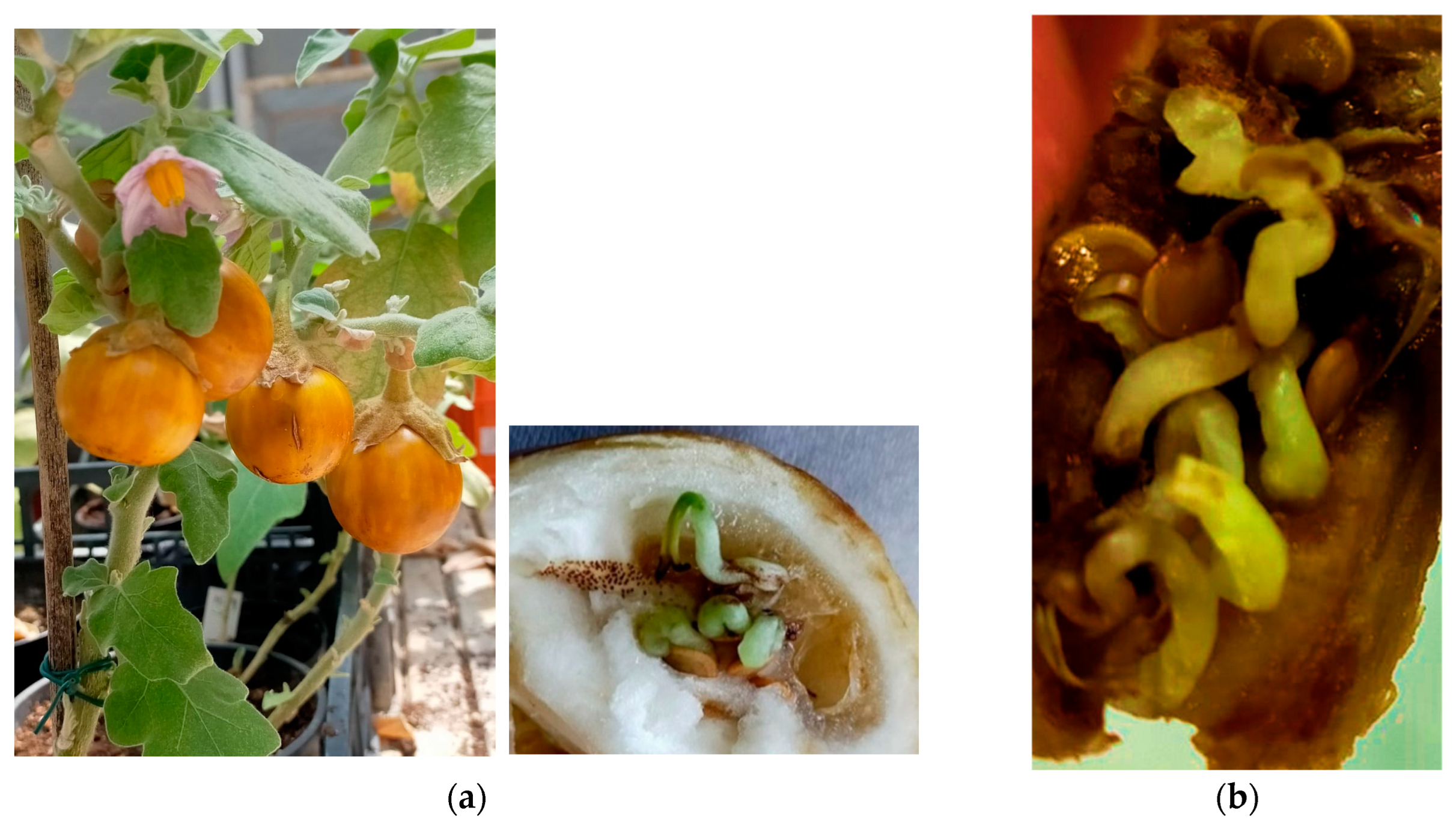 Preprints 96218 g002