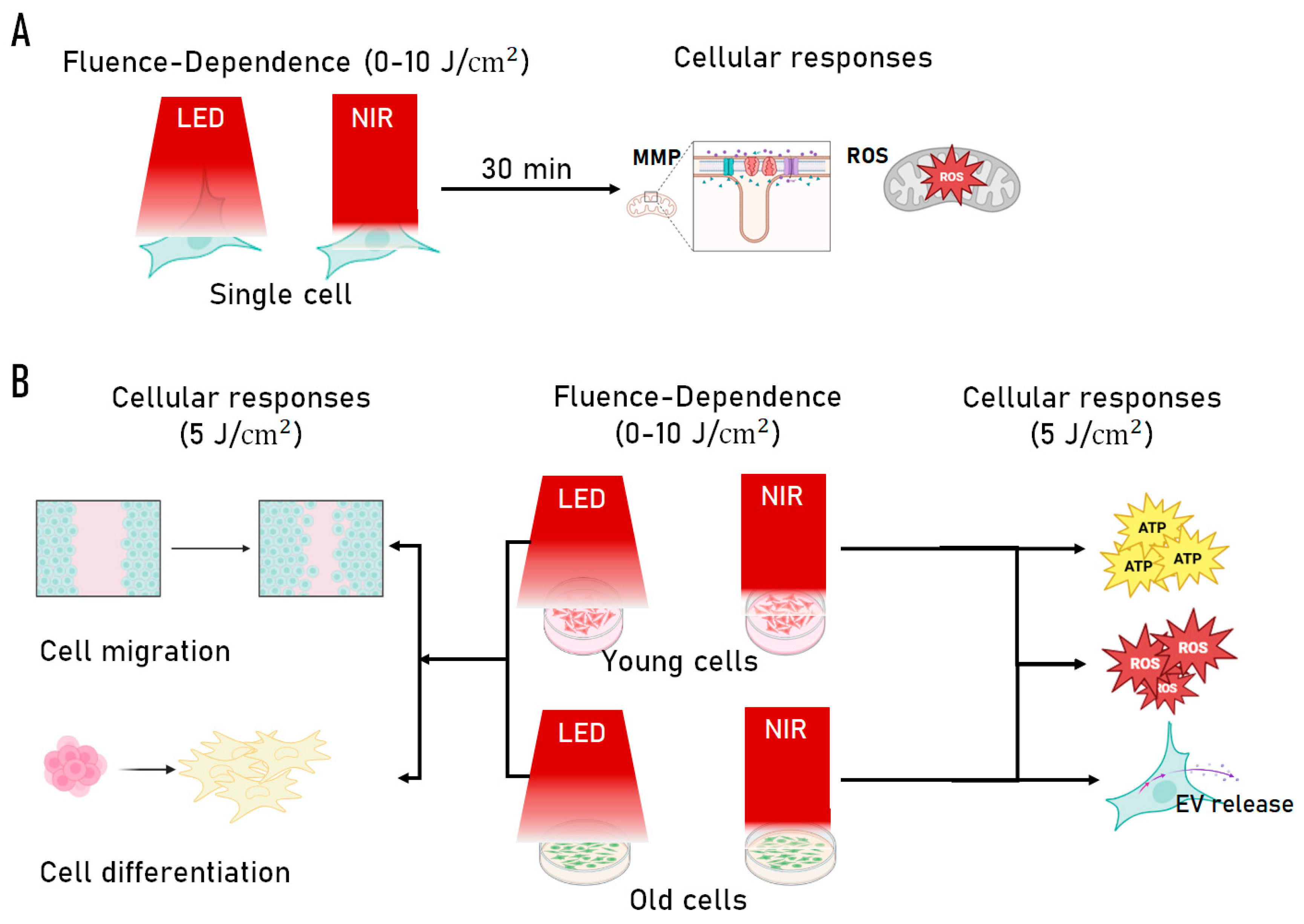Preprints 197506 g005