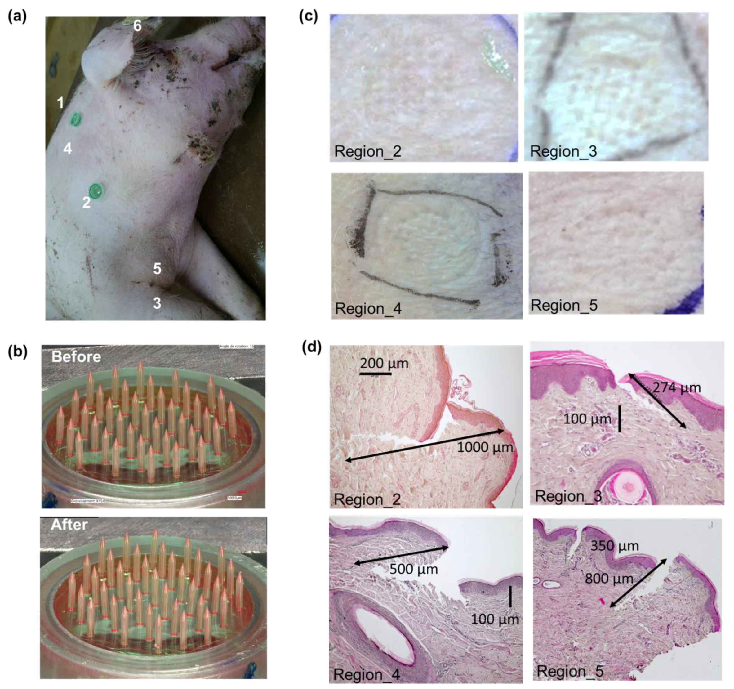 Preprints 169701 g007