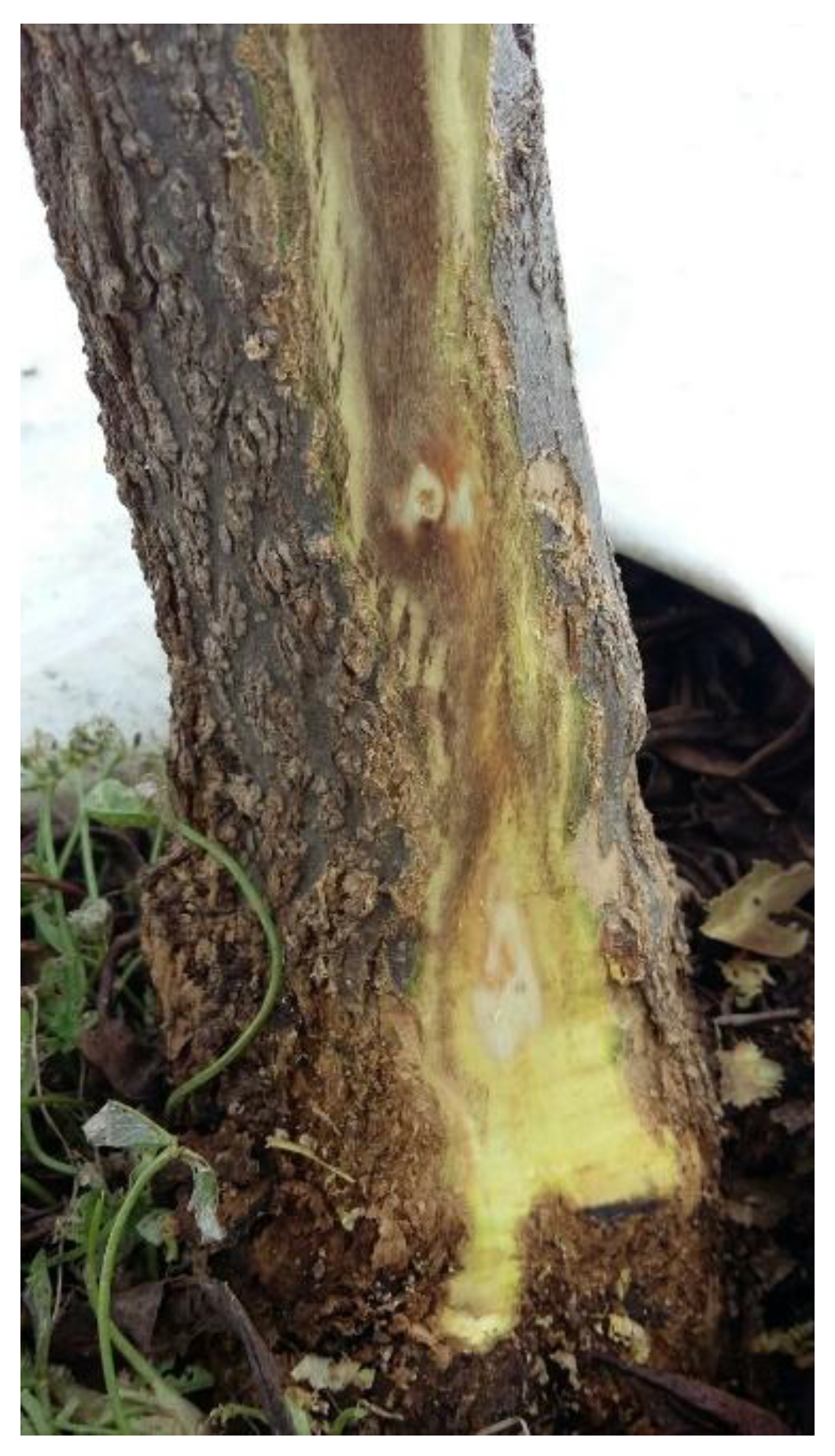 Preprints 149597 g001