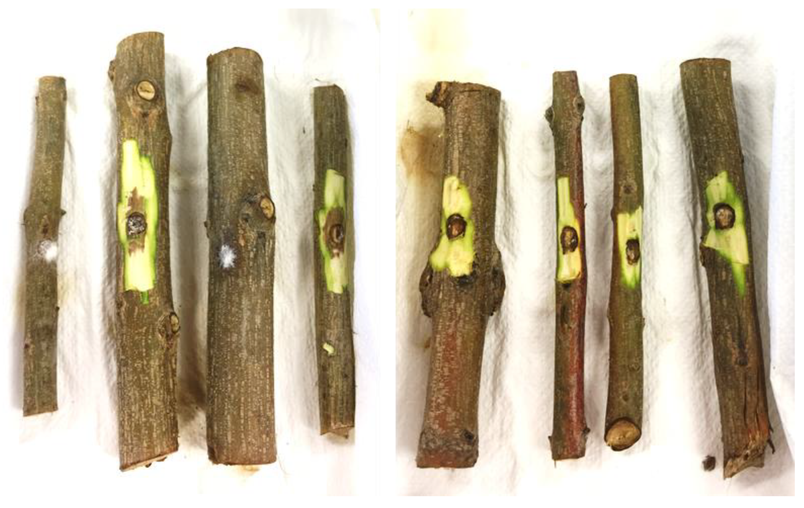 Preprints 149597 g009