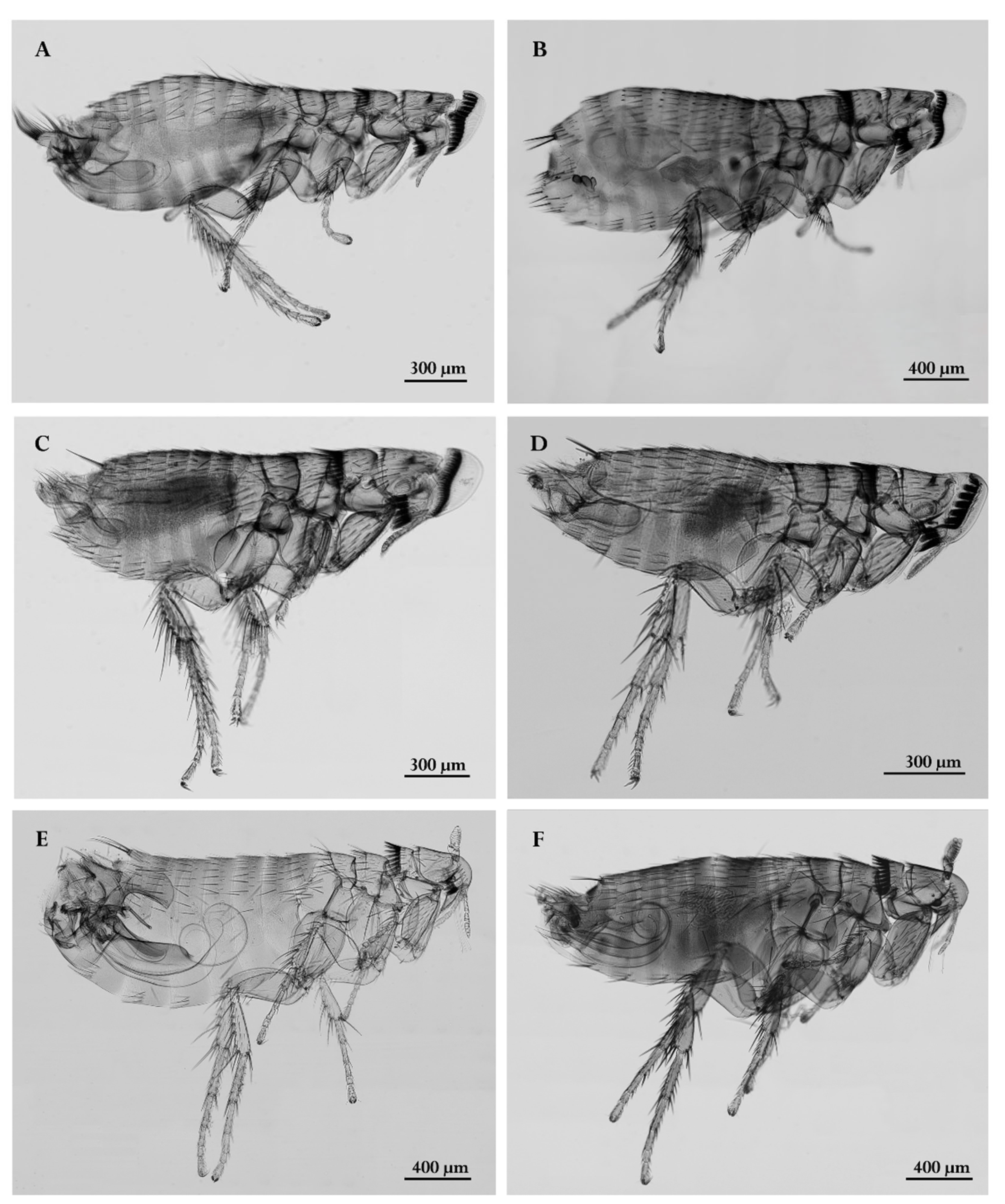 Preprints 139307 g003